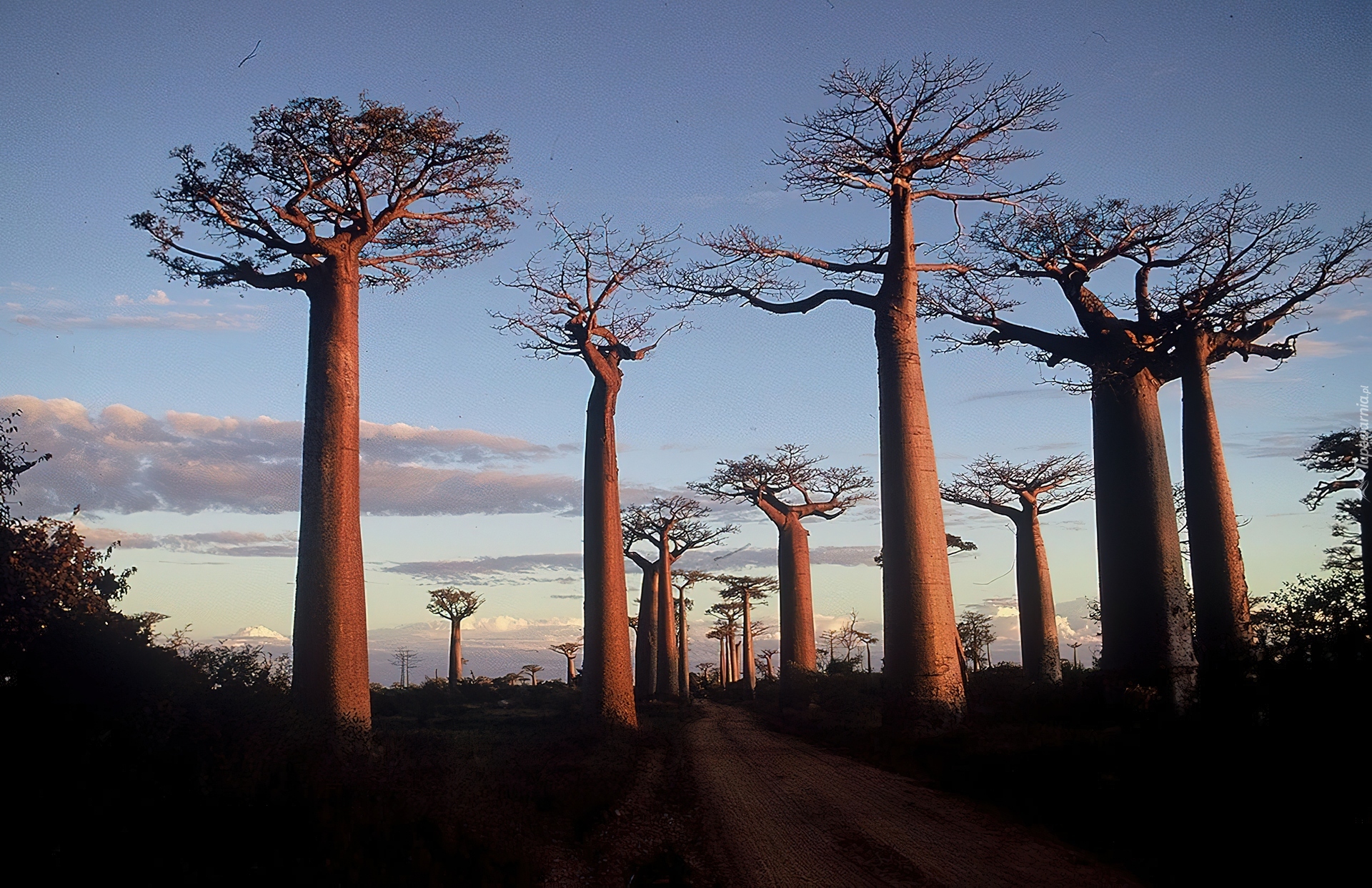 Drzewa, Baobab, Droga