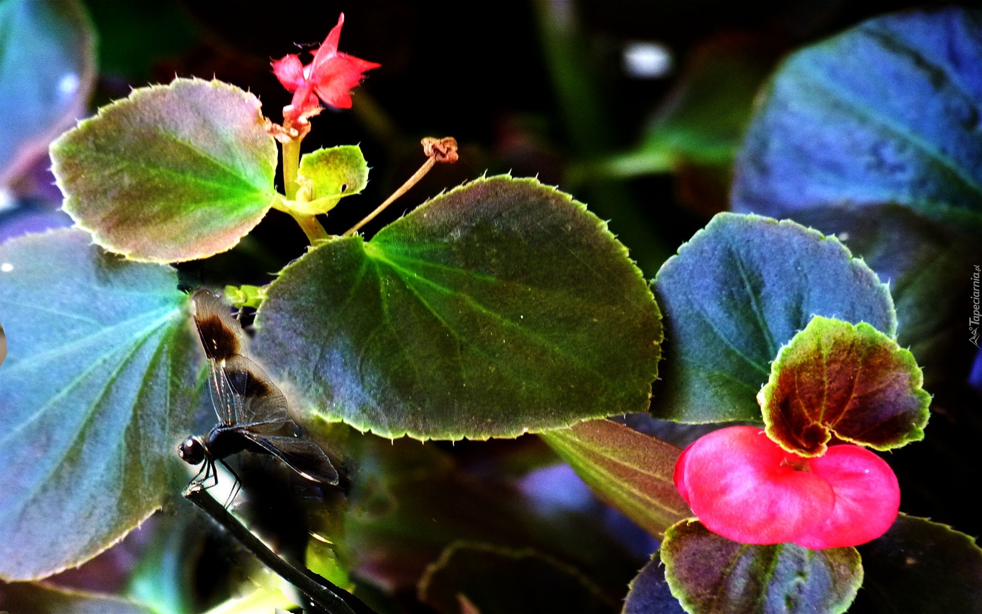 Begonia