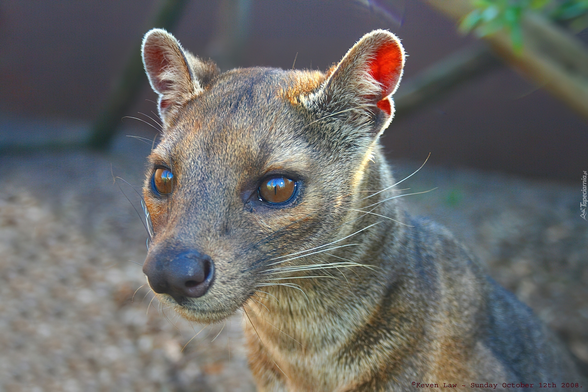 Fossa