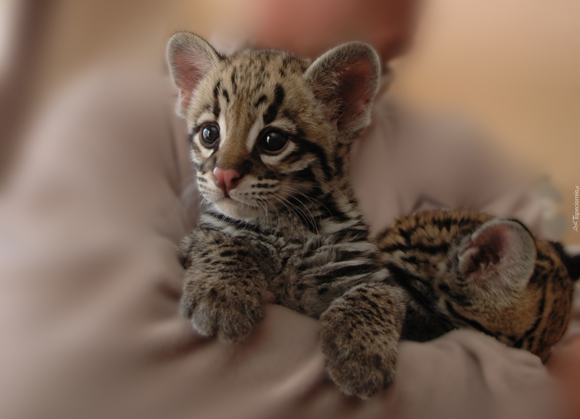 Malutki, Ocelot