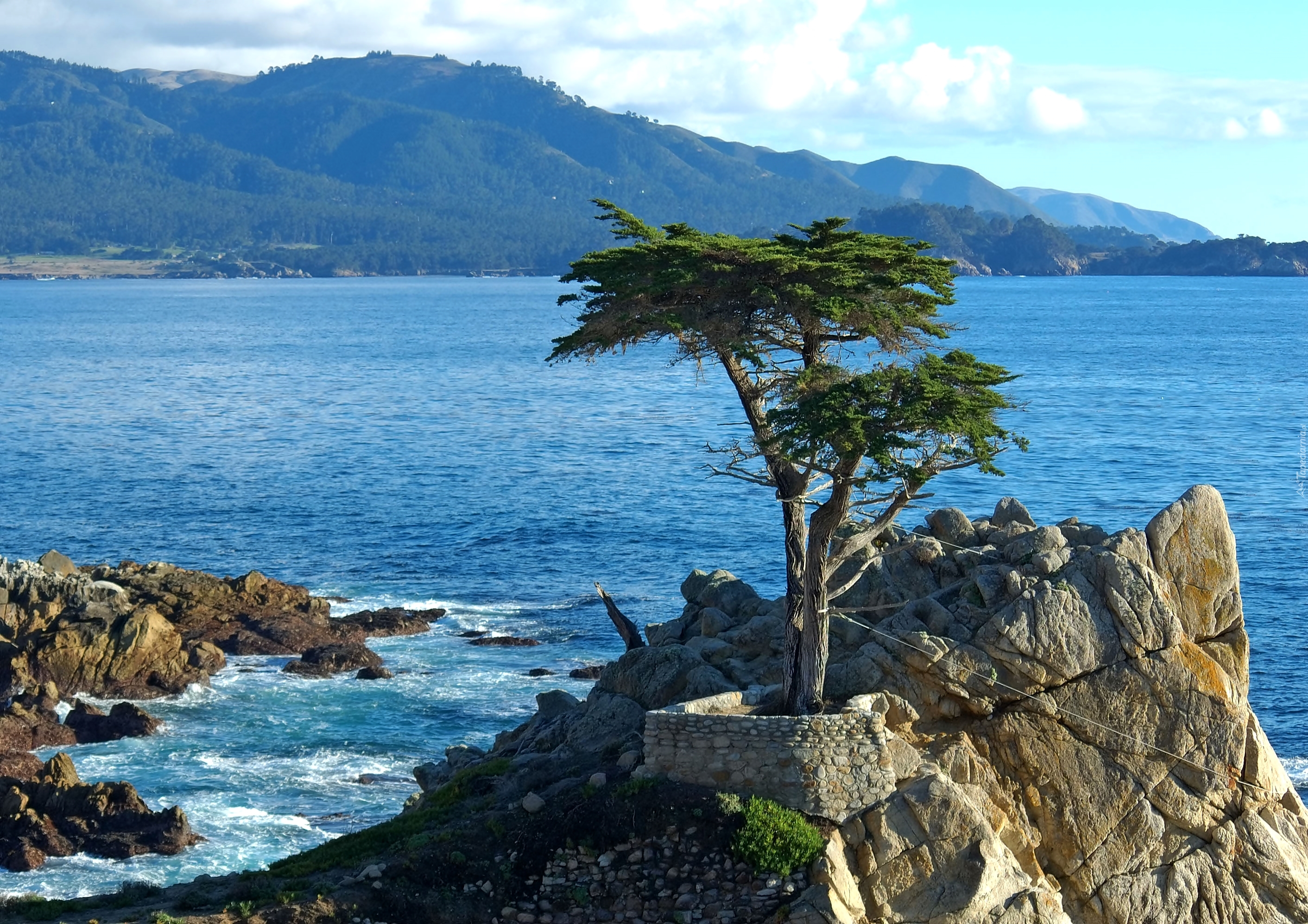Cyprys wielkoszyszkowy, Drzewo, Atrakcja Lone Cypress, Skała, Pebble Beach, Zatoka Carmel Bay, Morze, Kalifornia, Stany Zjednoczone