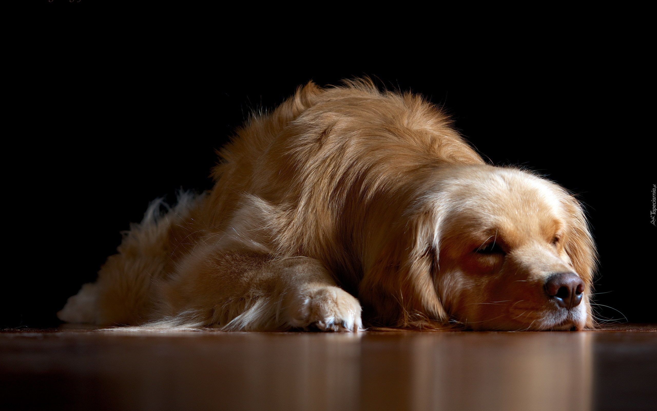 Pies, Golden, Retriever