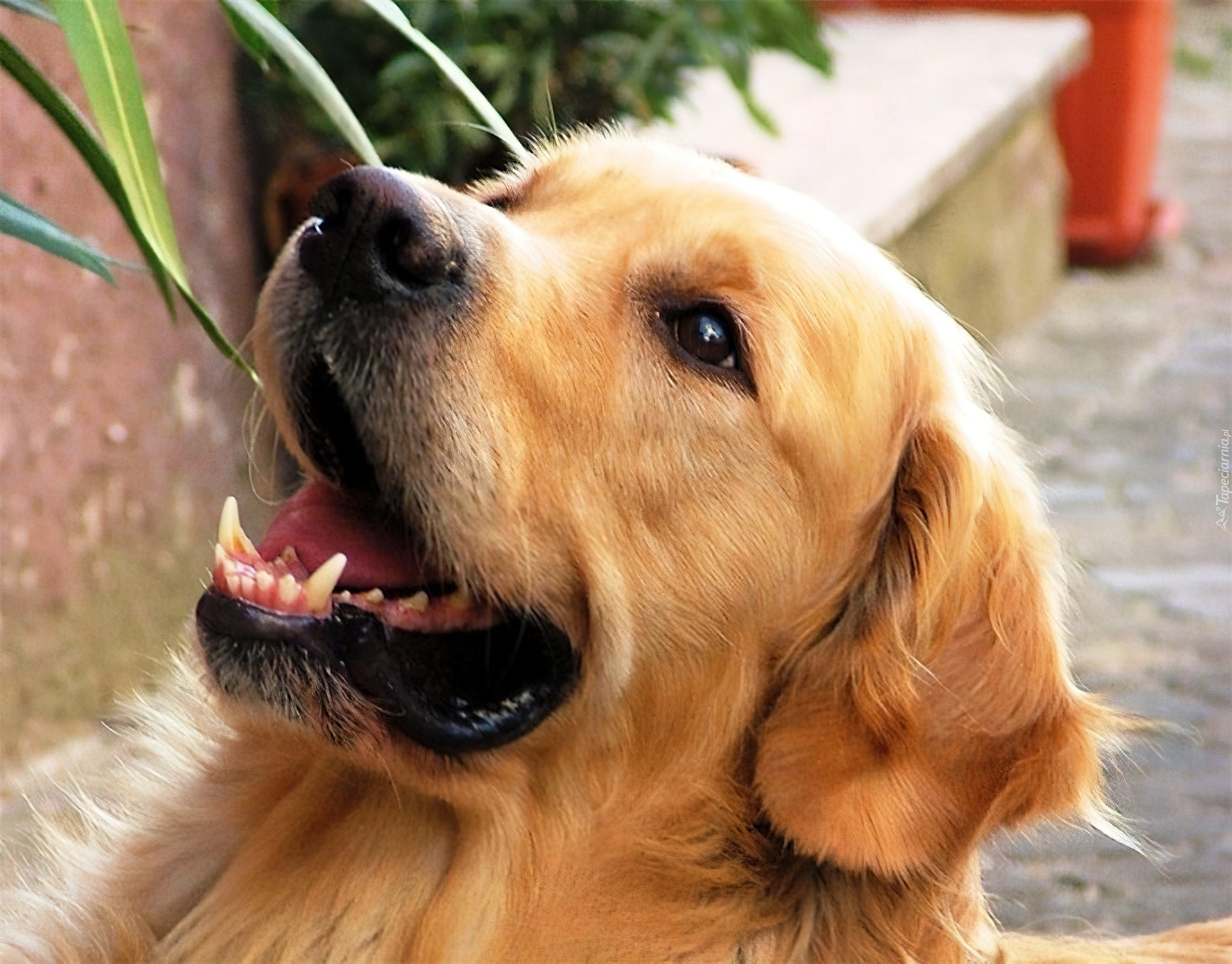 Pies, Golden, Retriever