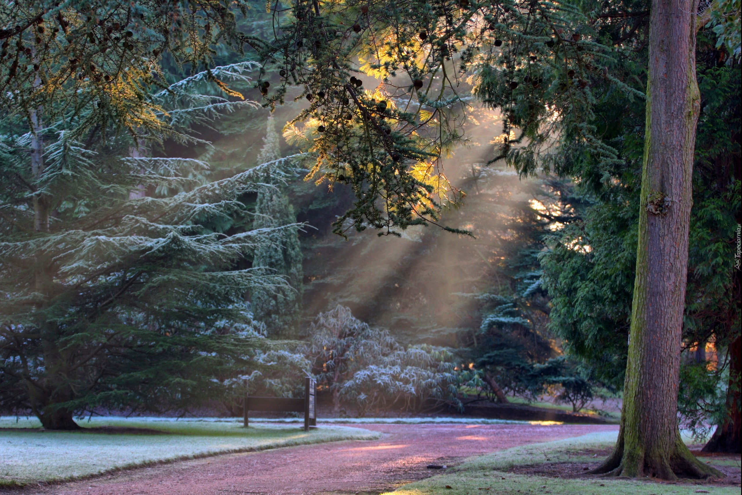 Prześwitujące, Promienie Słońca, Park, Alejka