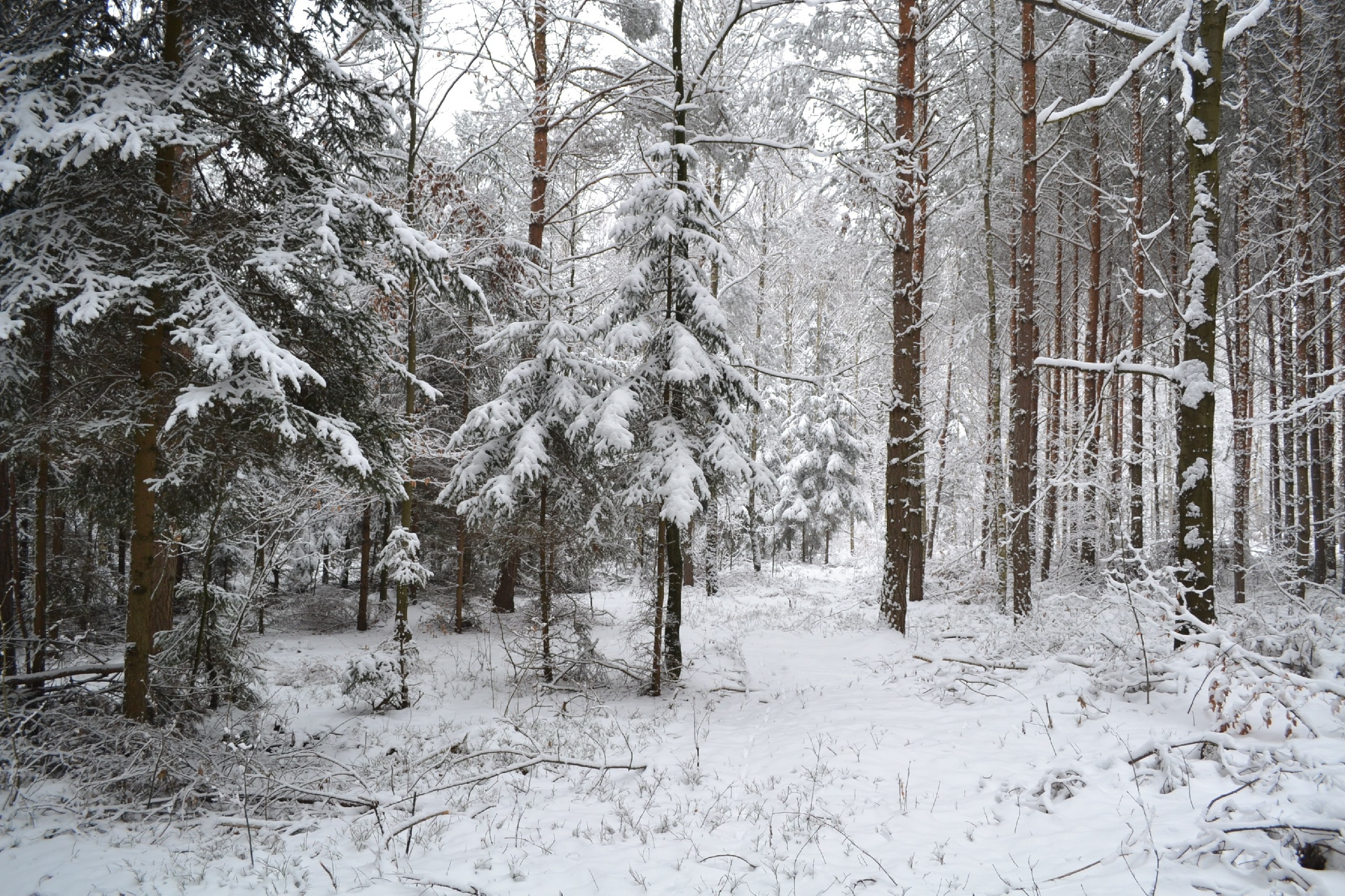 Zimowy, Las, Śnieg