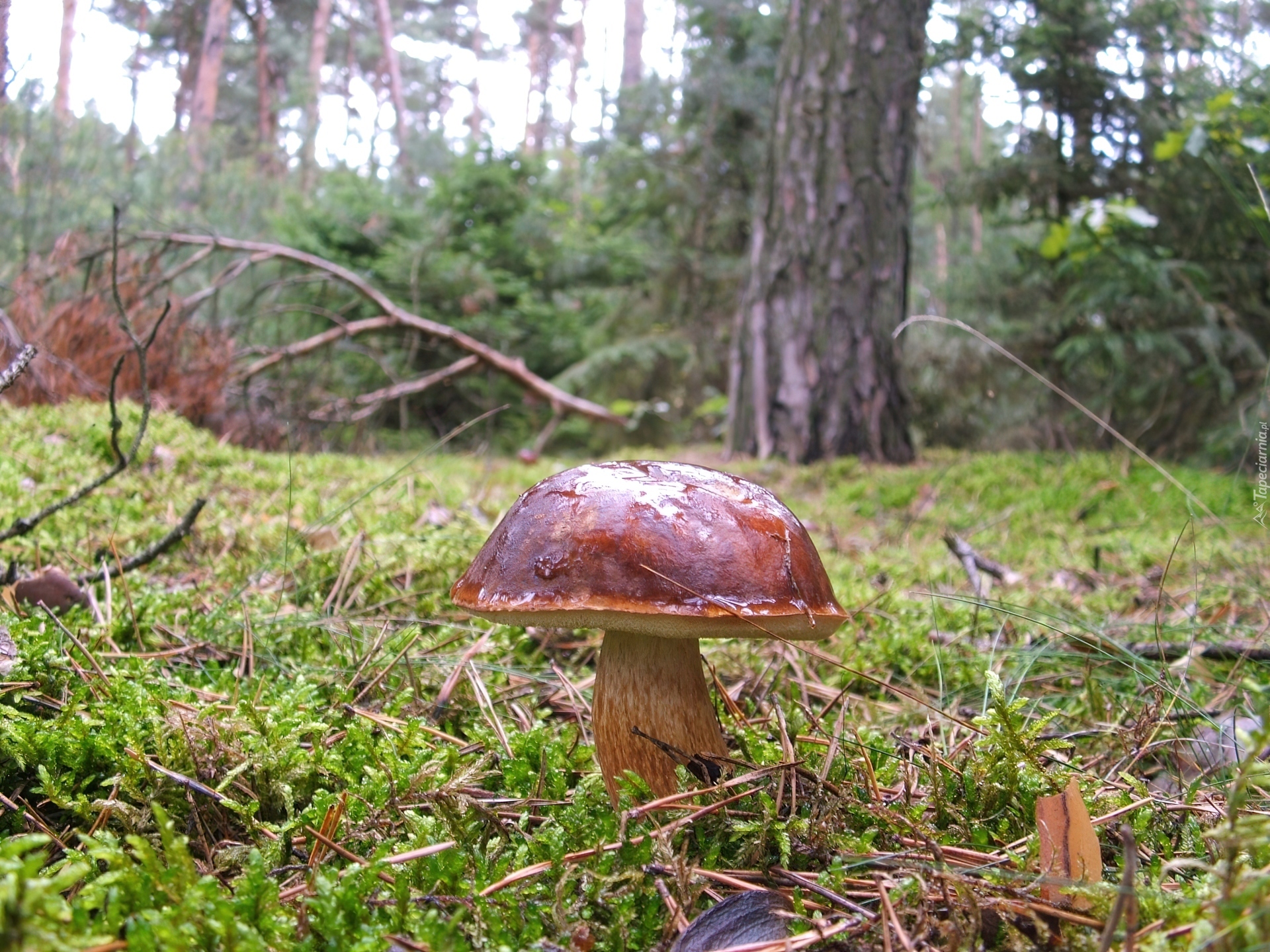 Dorodny, Podgrzybek, Runo, Leśne