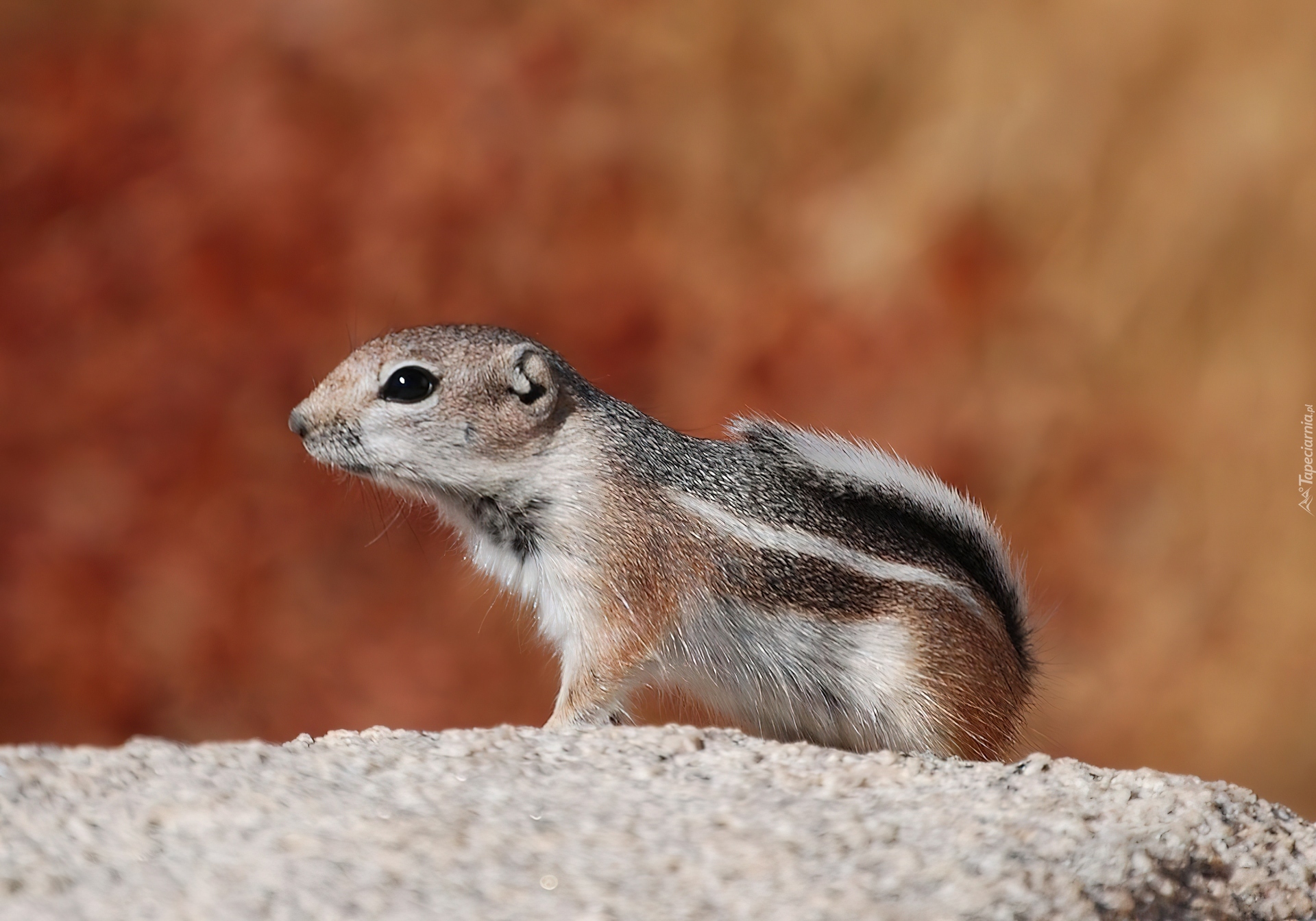 Chipmunk, Wiewiórka, Ziemna