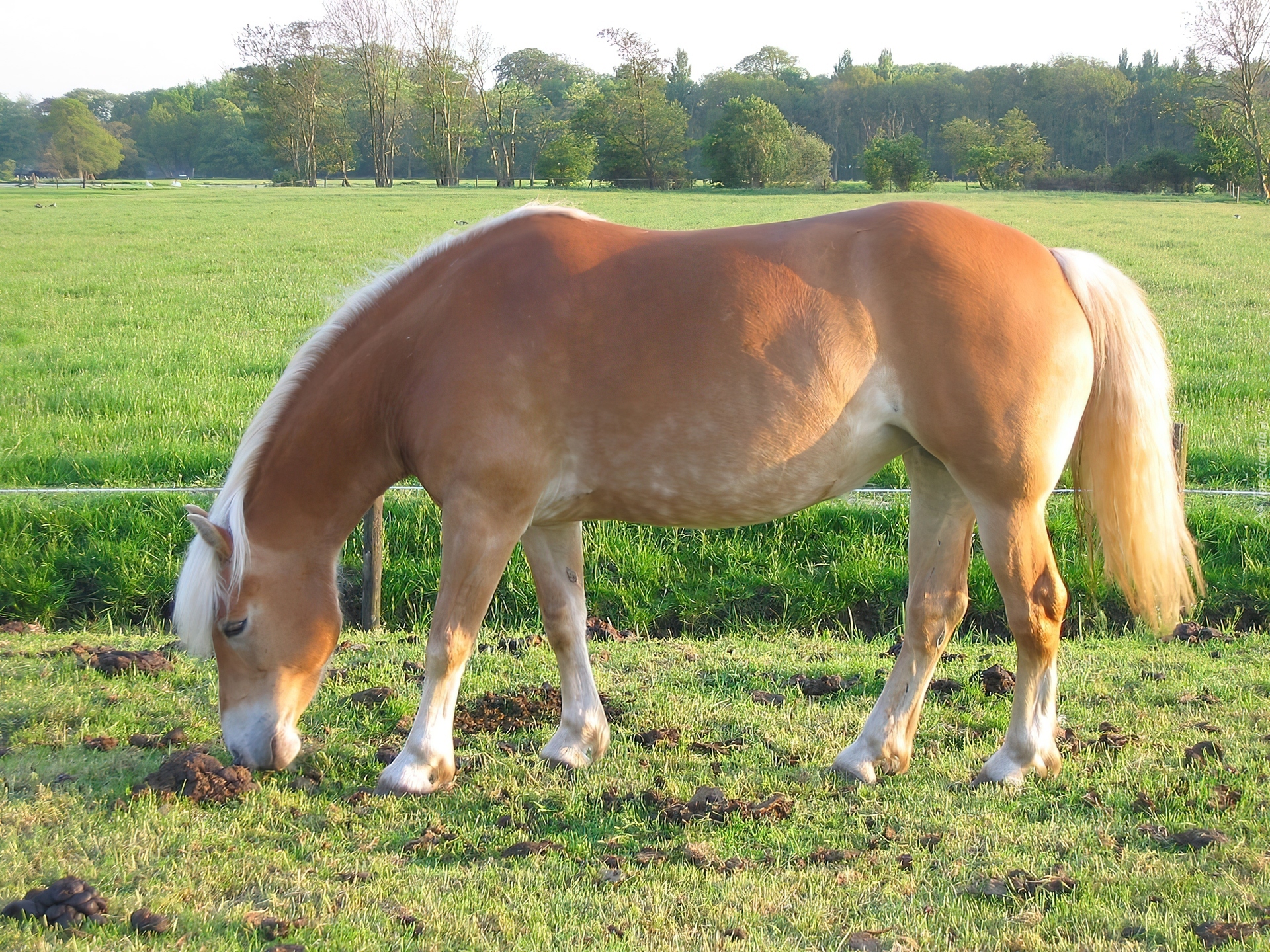 Konik, Łąka