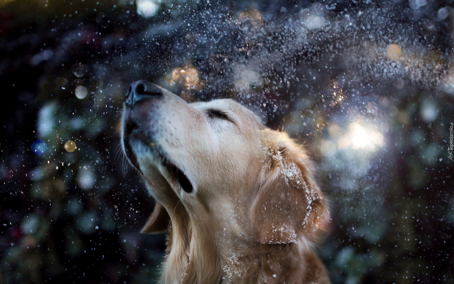 Pies, Mordka, Węch, Śnieg
