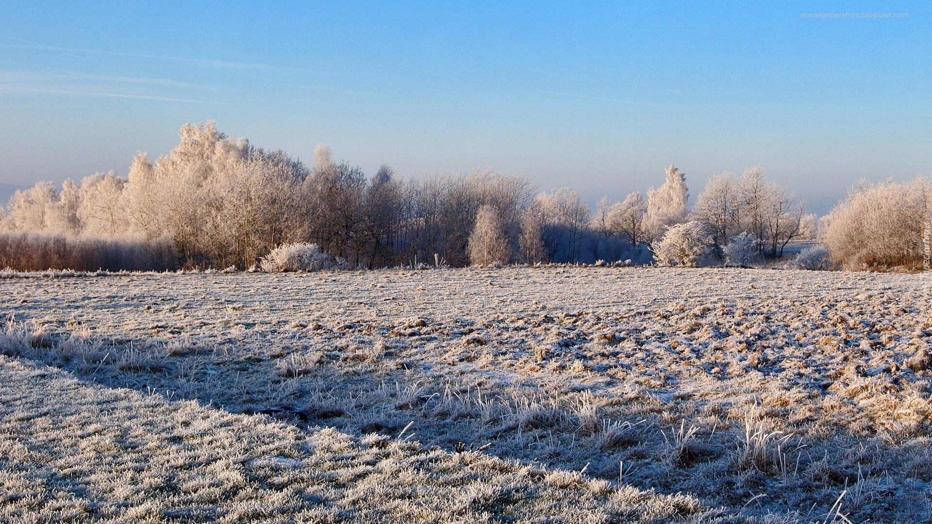 Pola, Drzewa, Zima