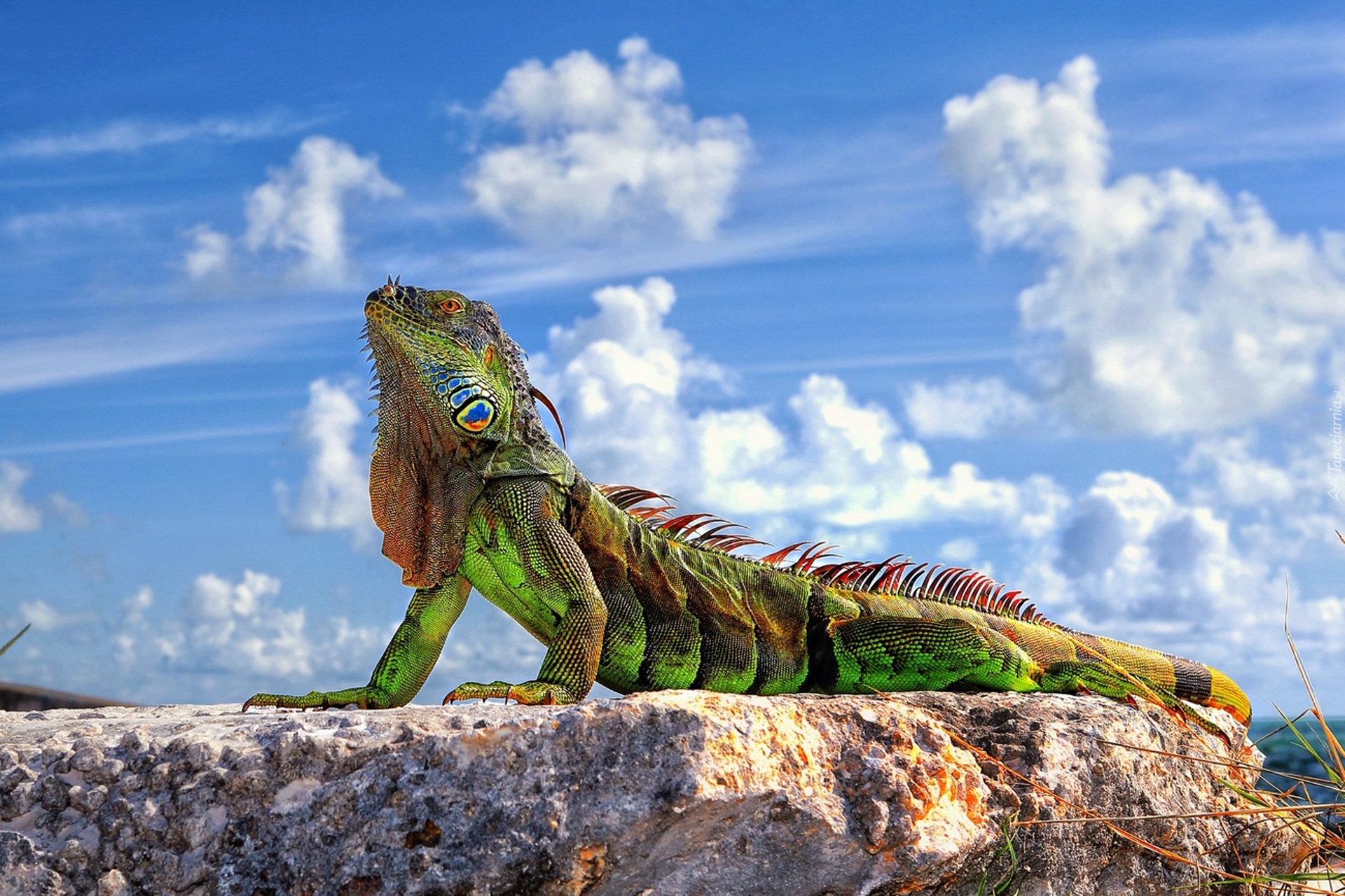 Iguana, Skała, Chmury