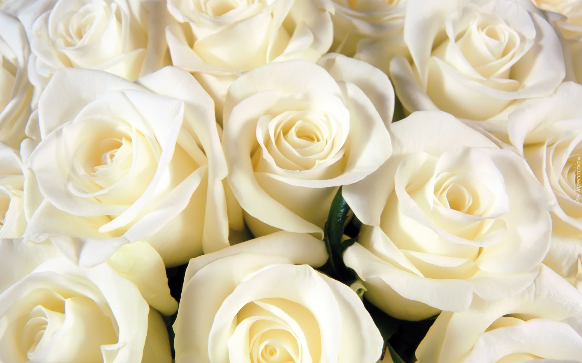 Kwiaty, Białe, Róże