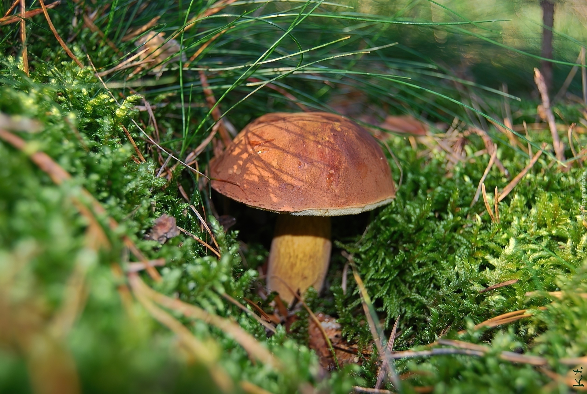 Piękny, Podgrzybek