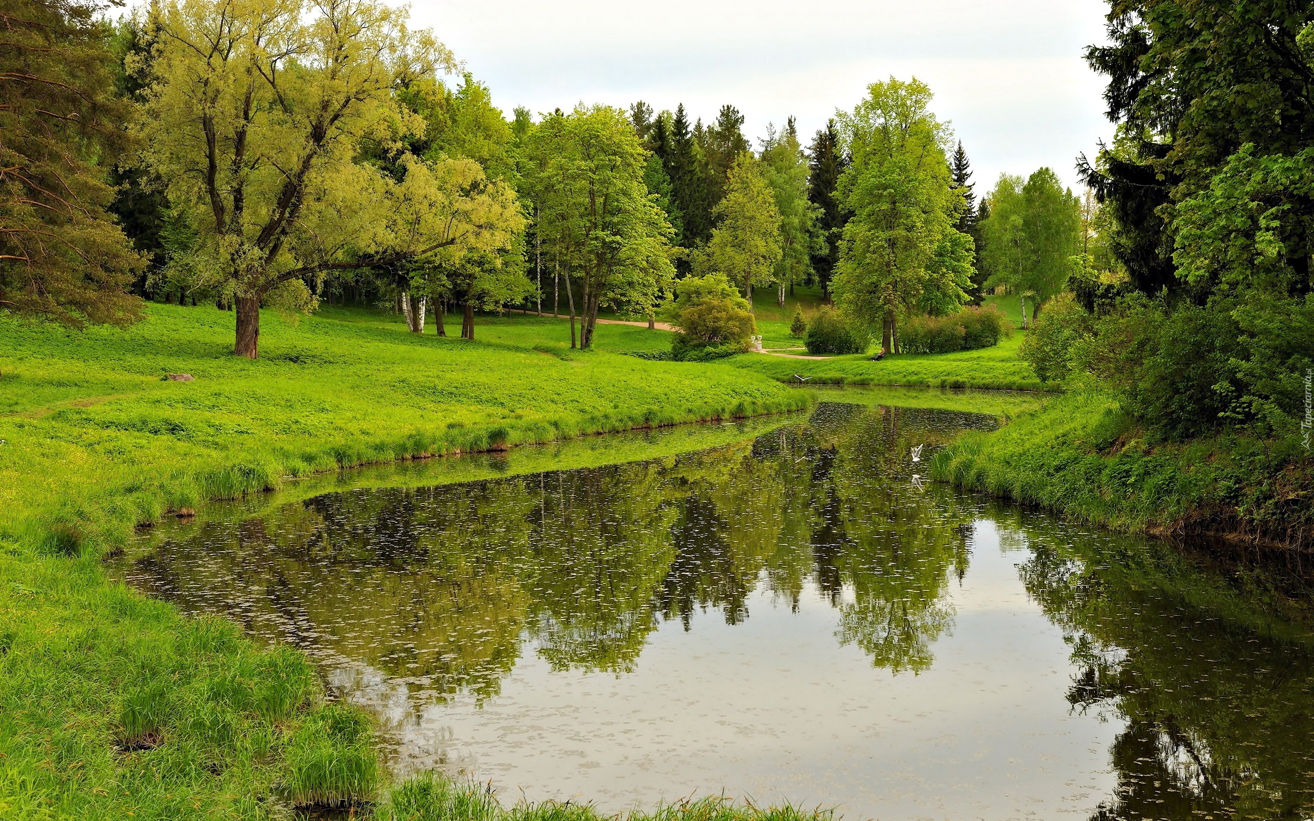 Park, Staw, Odbicie, Drzewa, Wiosna