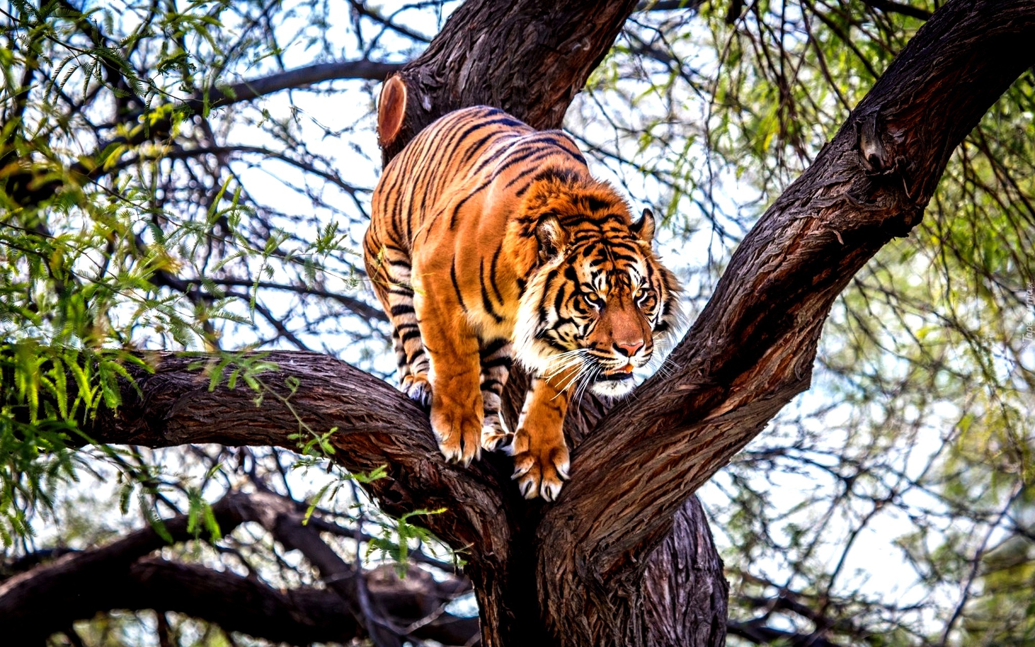 Tygrys, Drzewo