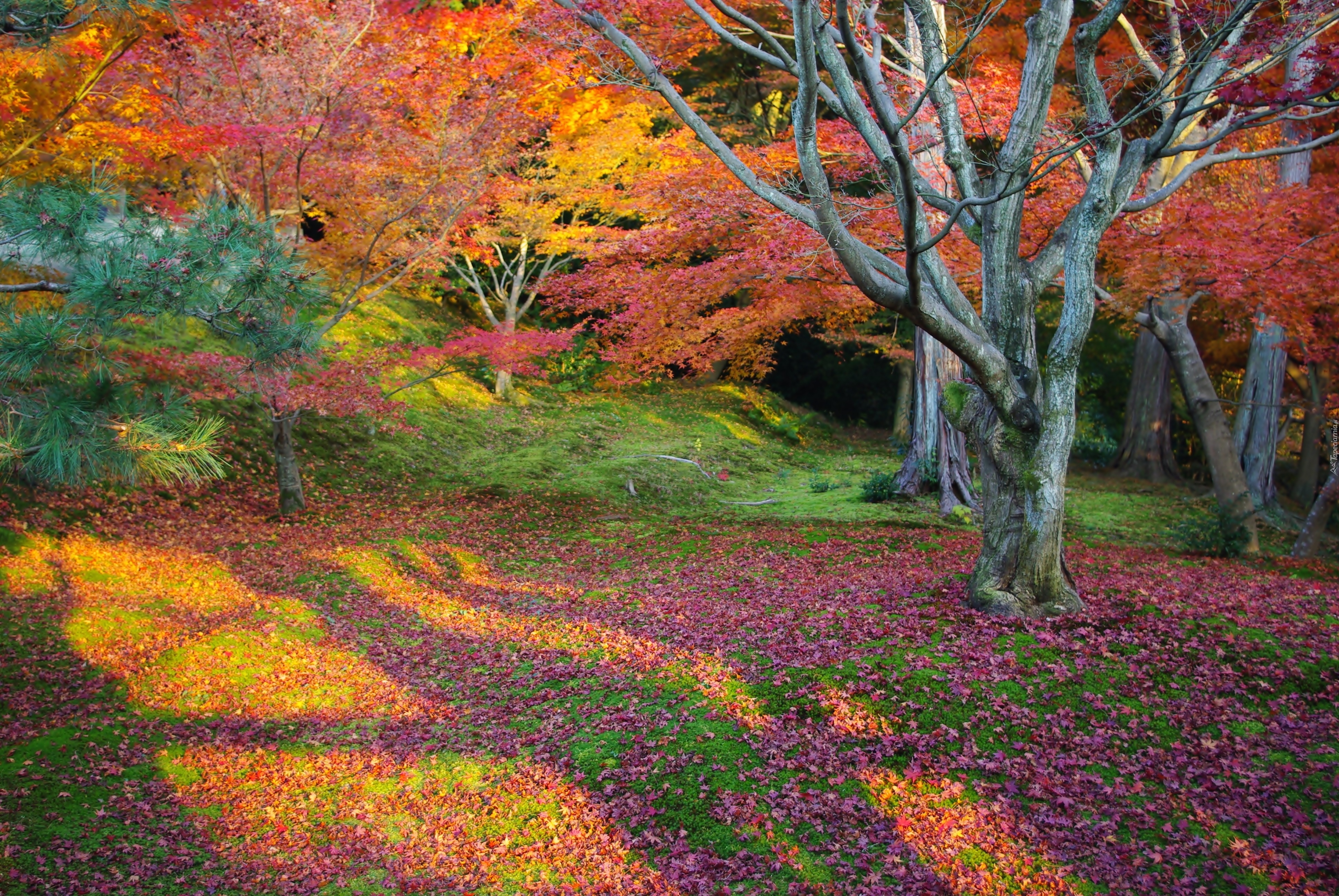 Kolorowe, Barwy, Jesieni, Drzewa