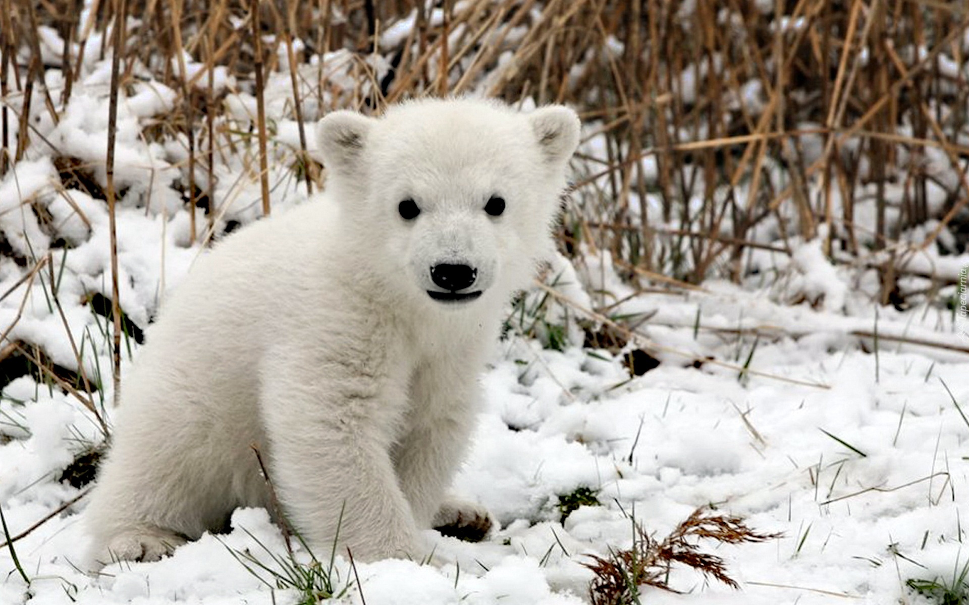 Biały, Niedźwiedź, Śnieg
