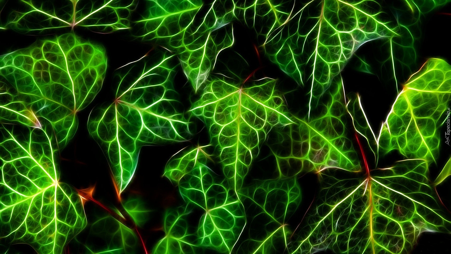 Liście, Bluszcz, Fractalius