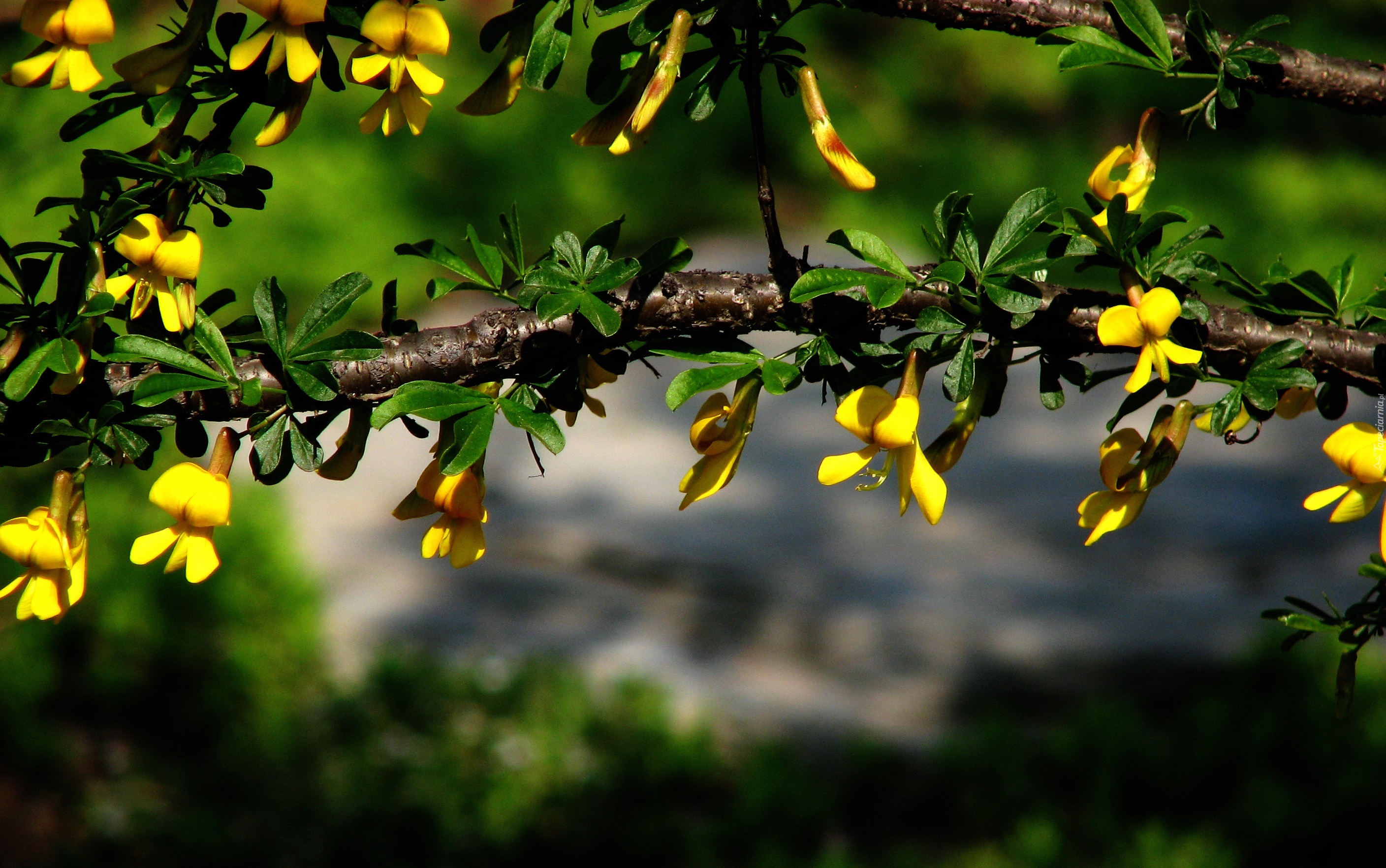 Kwitnące, Drzewko, Żółte, Kwiatuszki