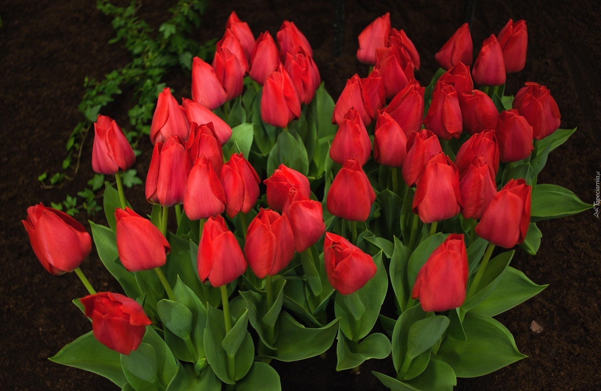 Czerwone, Tulipany