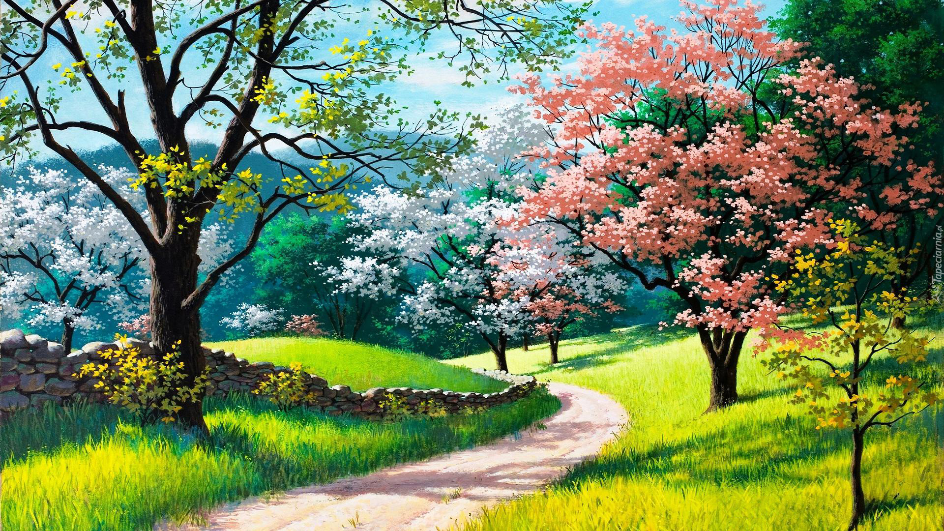 Droga, Kwitnące, Drzewa, Wiosna