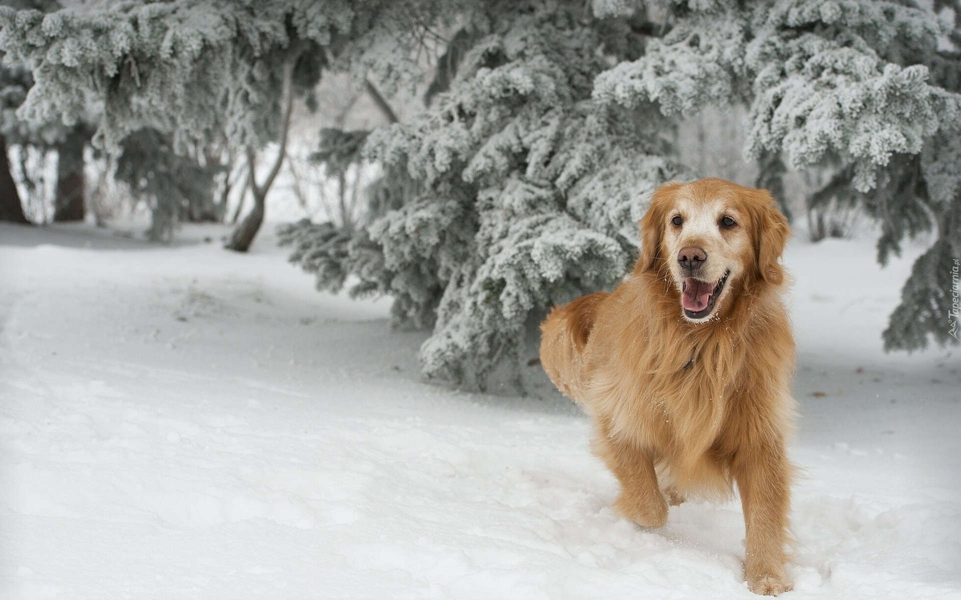 Rudy, Pies, Zima, Golden Retriever