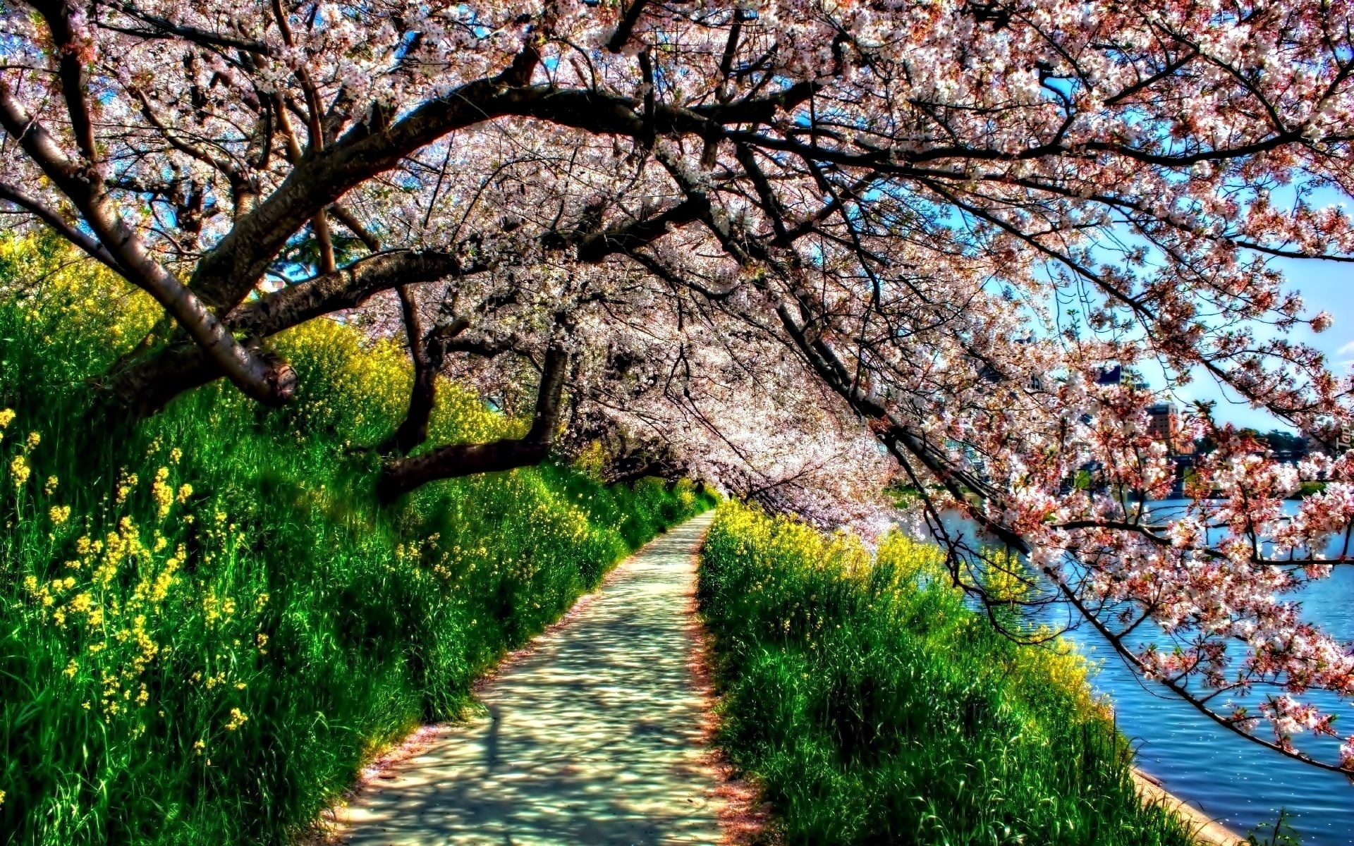 Wiosna, Ścieżka, Kwitnące, Drzewo, Roślinność