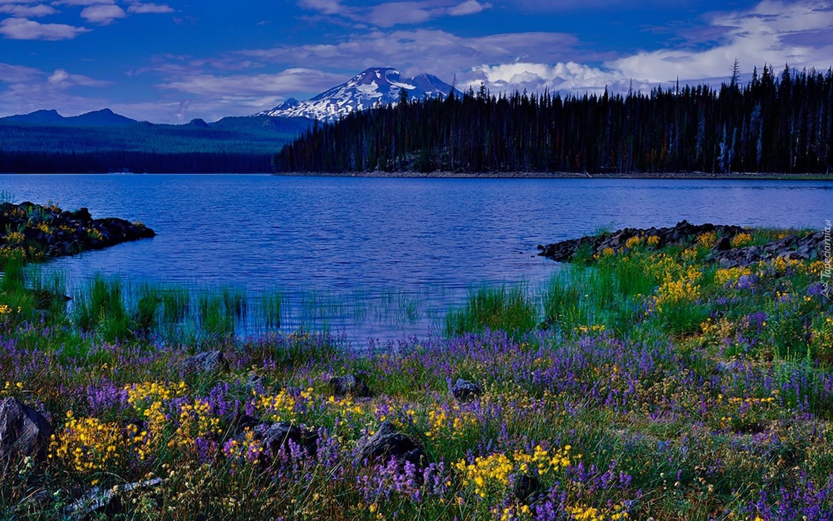 Jezioro, Kwiatki, Góry, Lasy