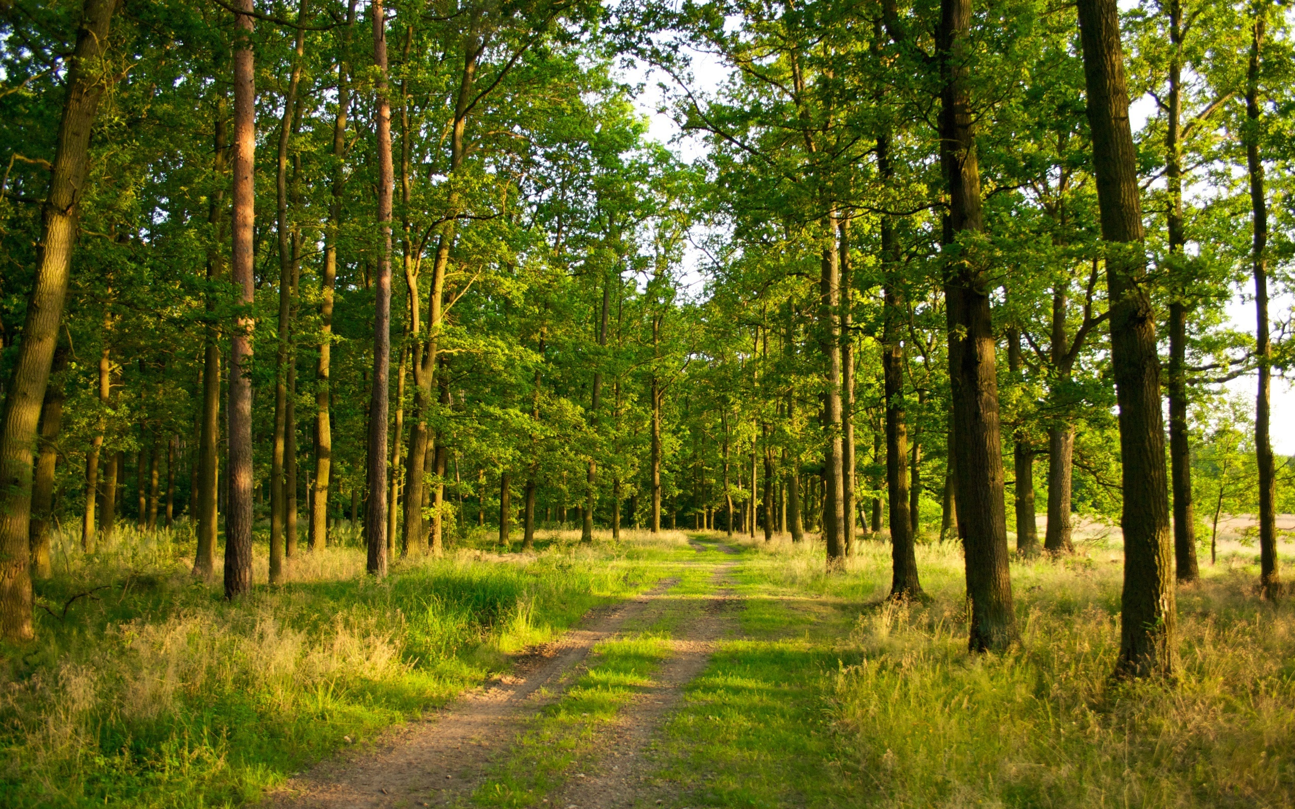 Las, Drzewa, Trawa, Ścieżka