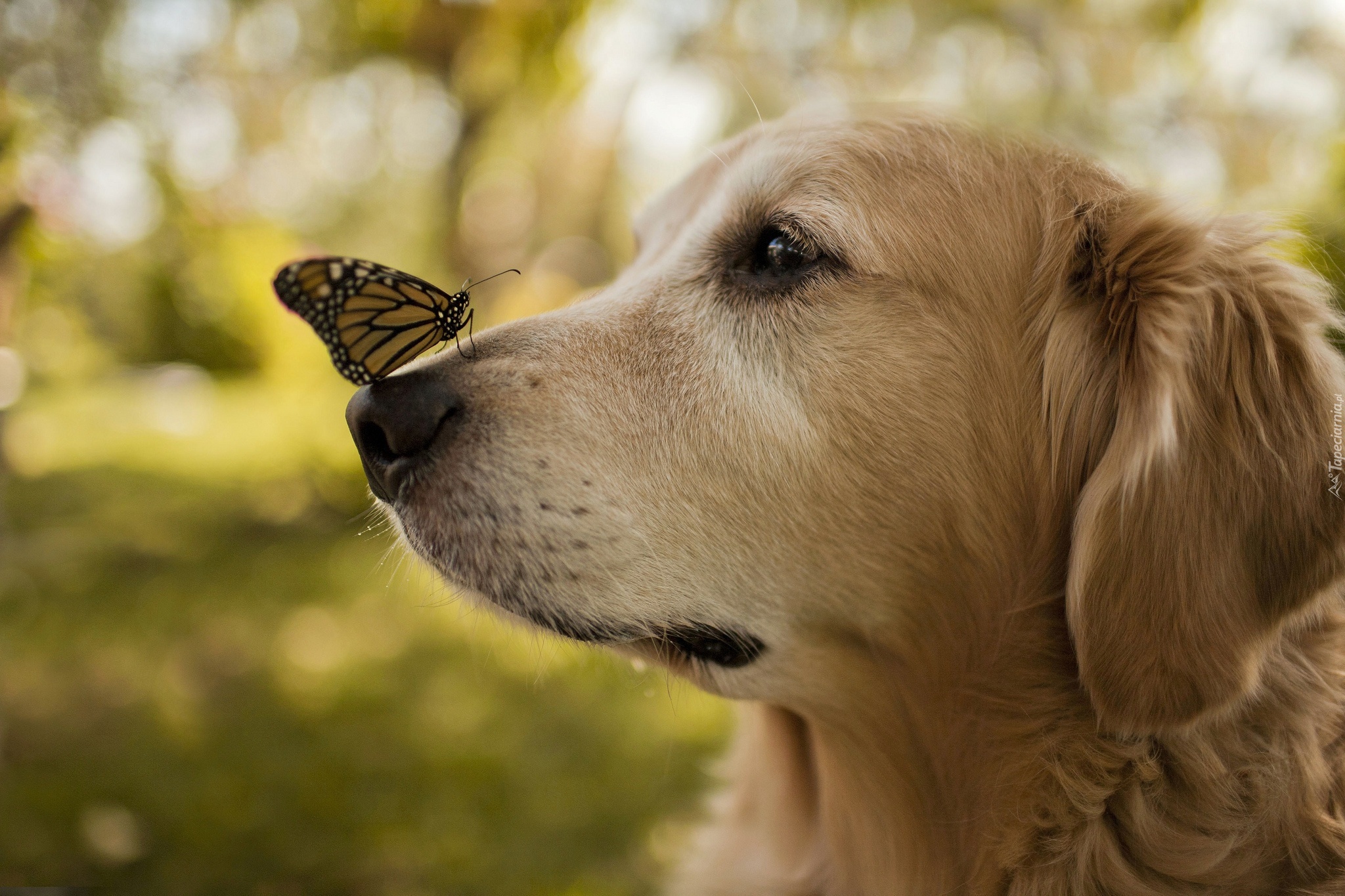 Pies, Golden retriever, Motyl