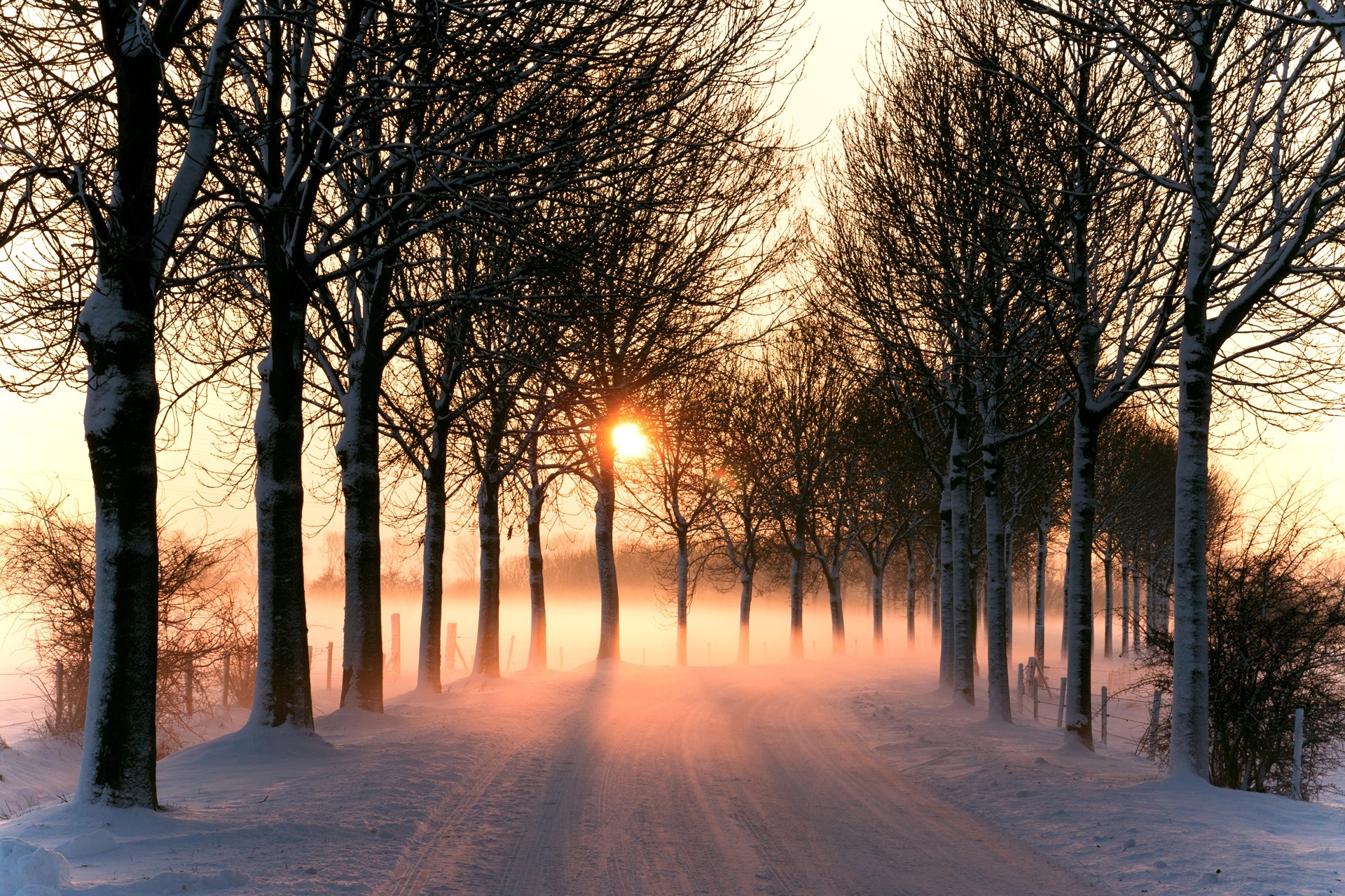 Droga, Drzewa, Mgła, Słońce, Śnieg