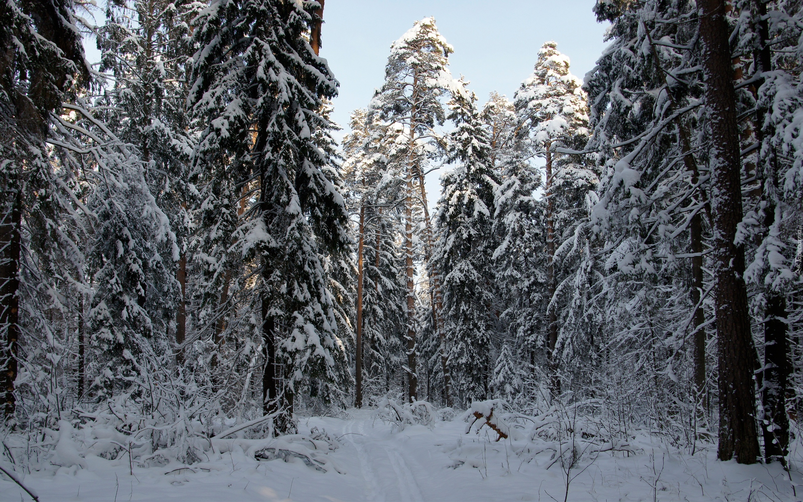 Las, Śnieg, Zima