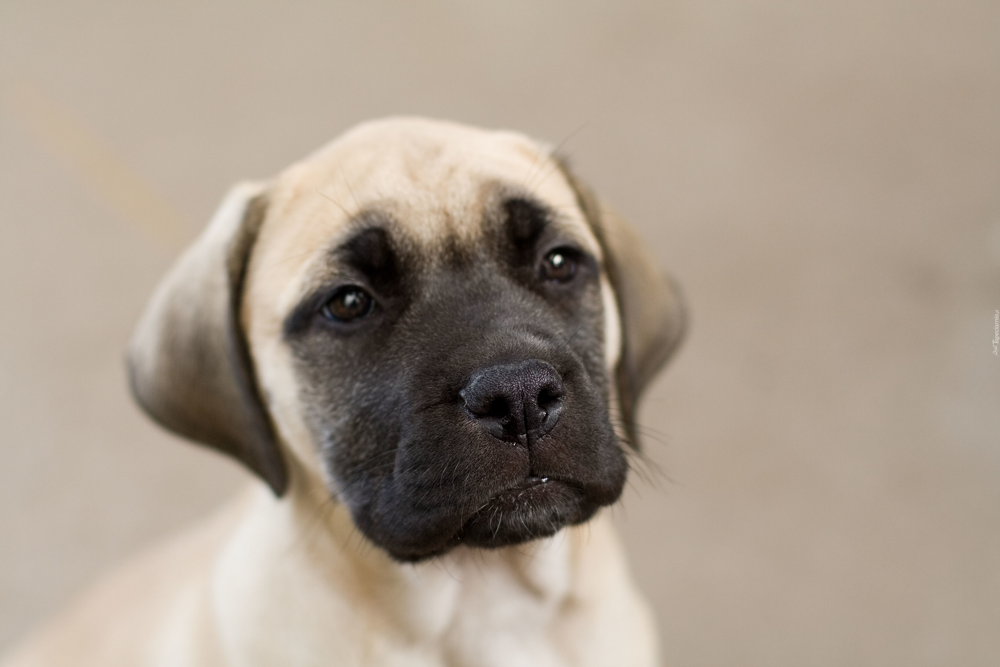 Bullmastiff, Portret