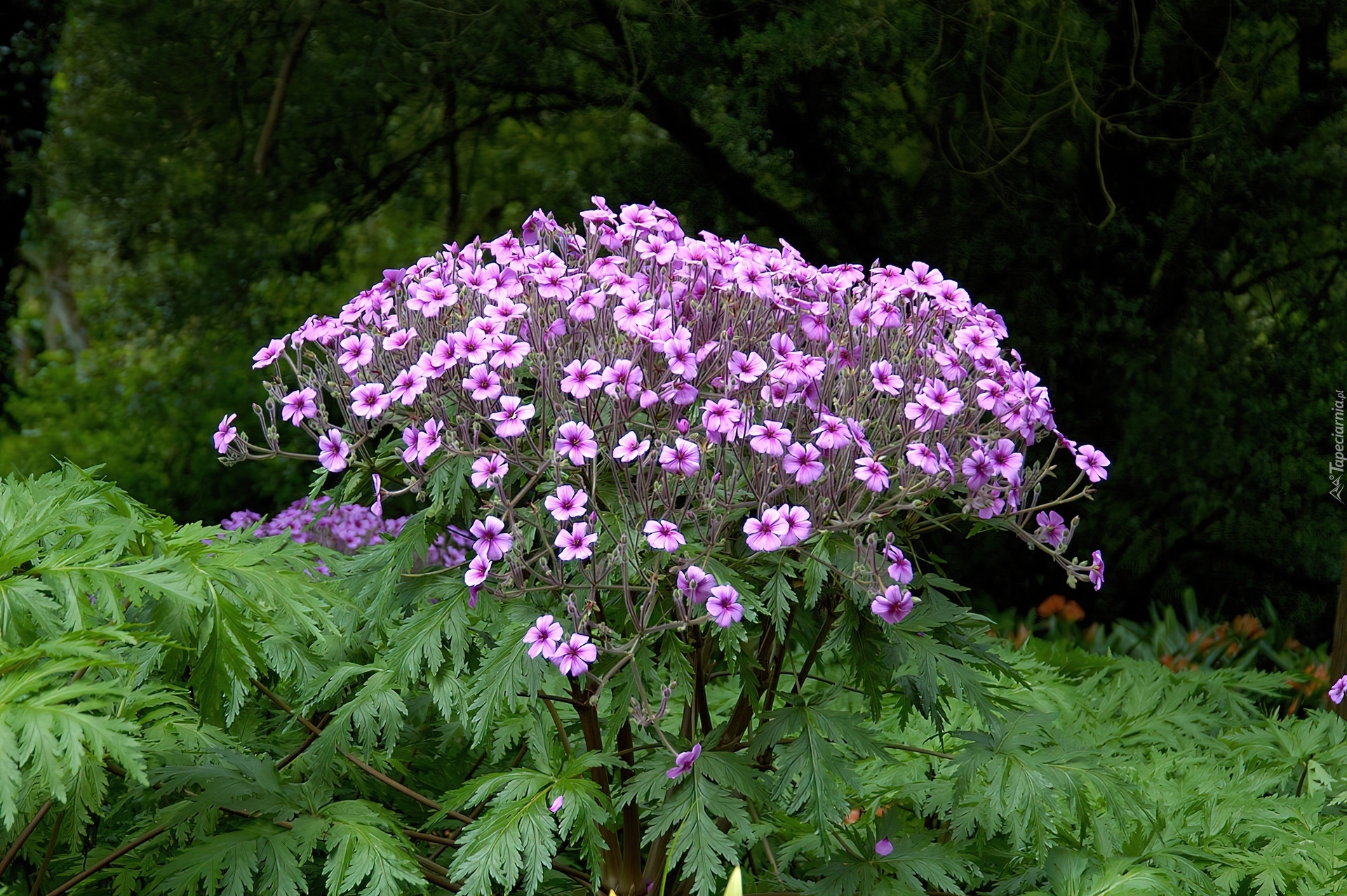 Kwiatki, Liście, Pelargonia