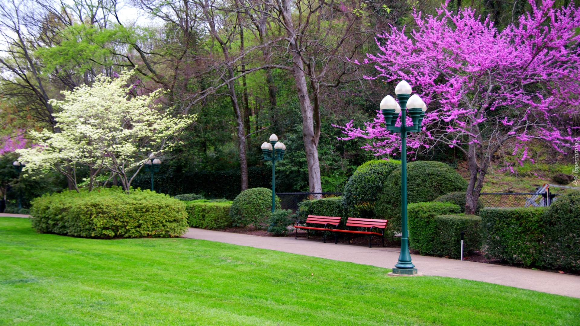 Park, Kwitnące, Drzewa, Latarnia