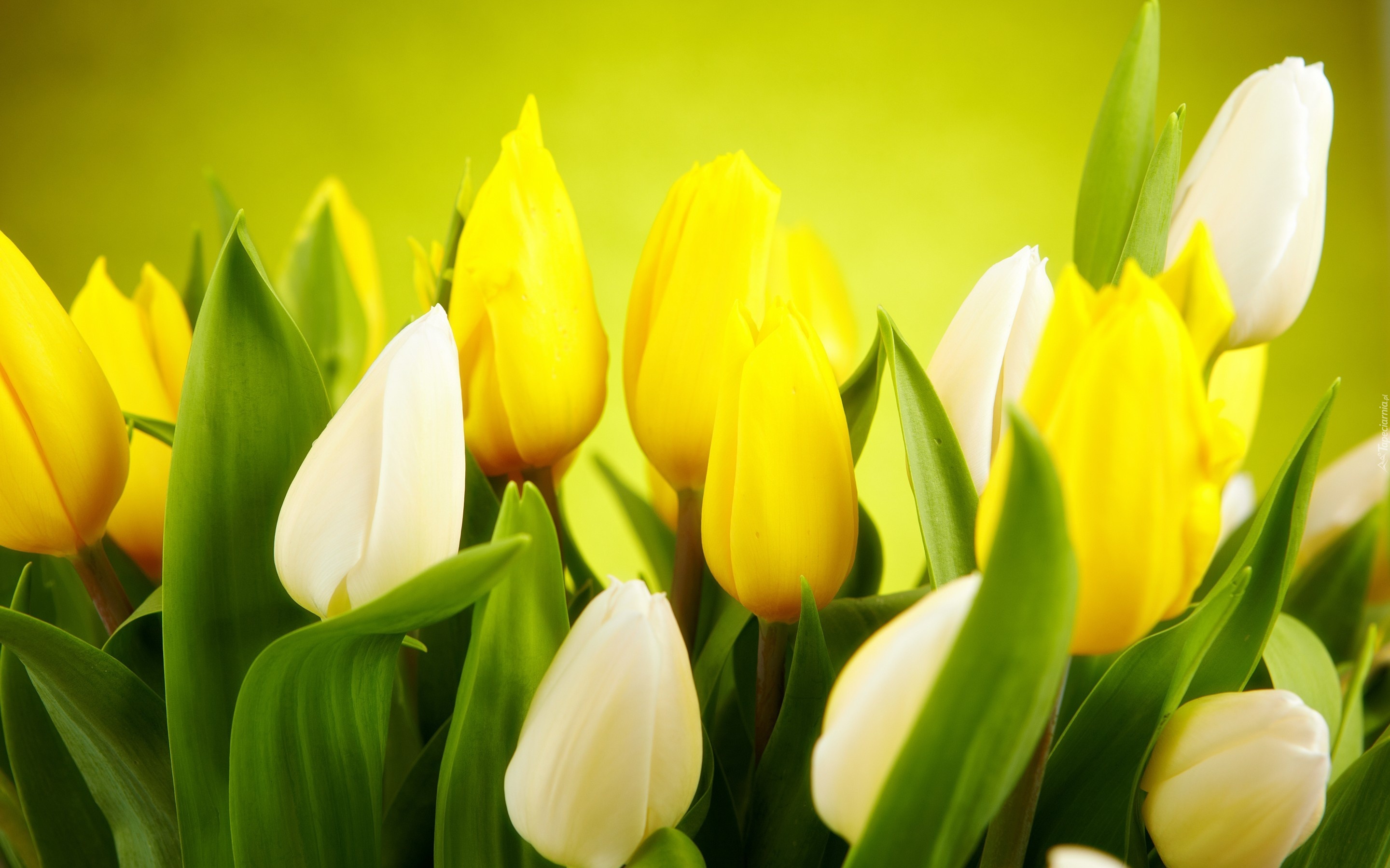 Białe, Żółte, Tulipany