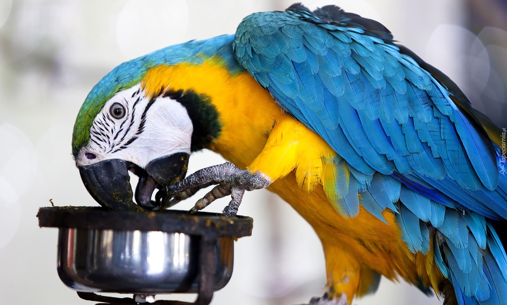 Papuga, Jedzenie, Ara