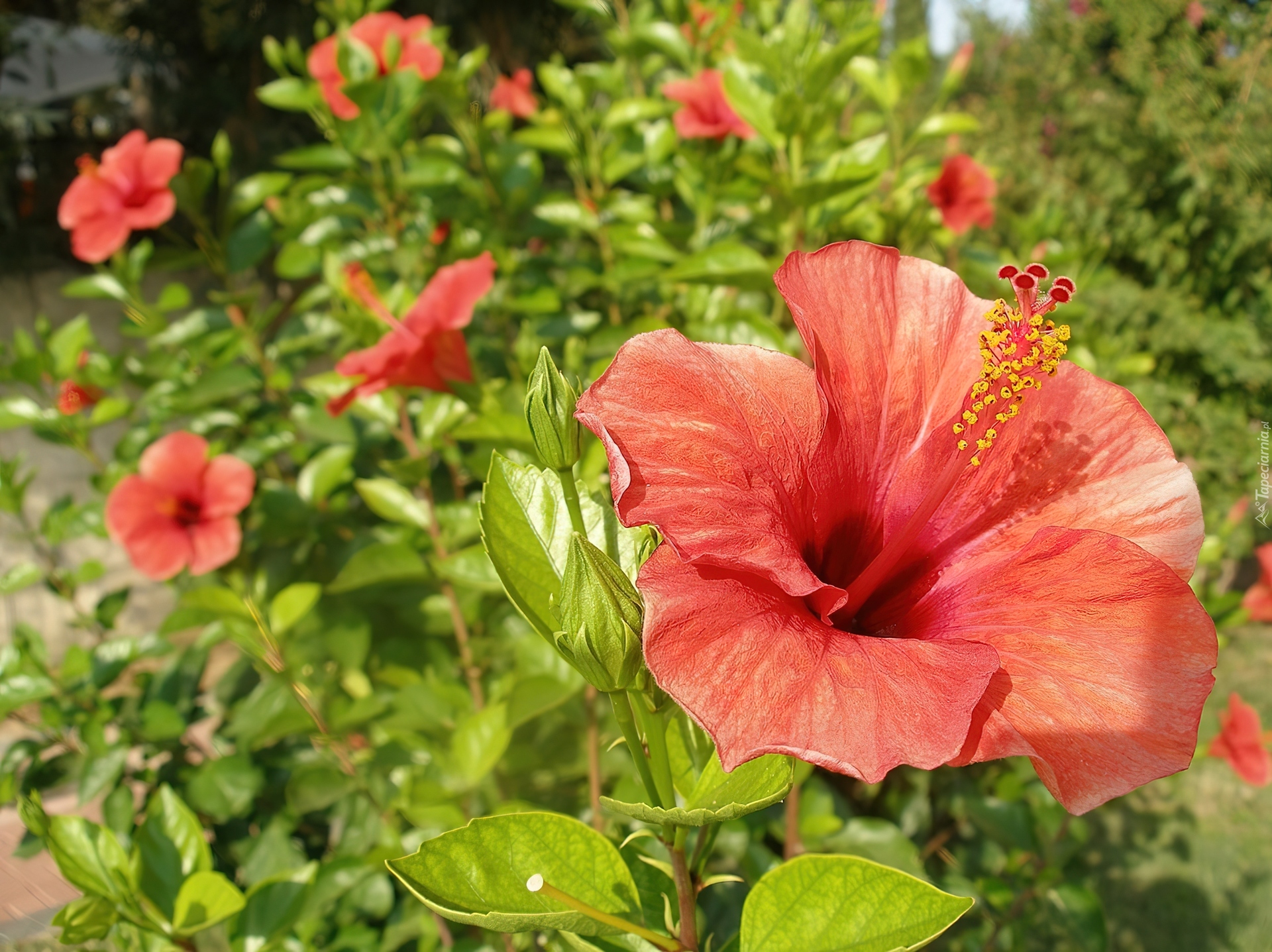 Kwiaty, Liście, Hibiskus