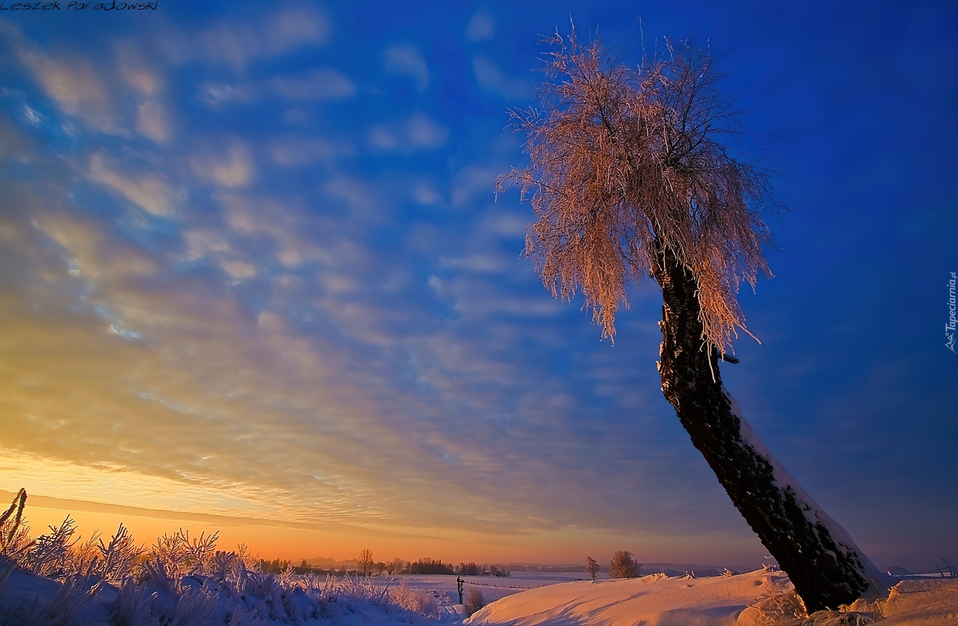 Zima, Drzewo, Zachód Słońca