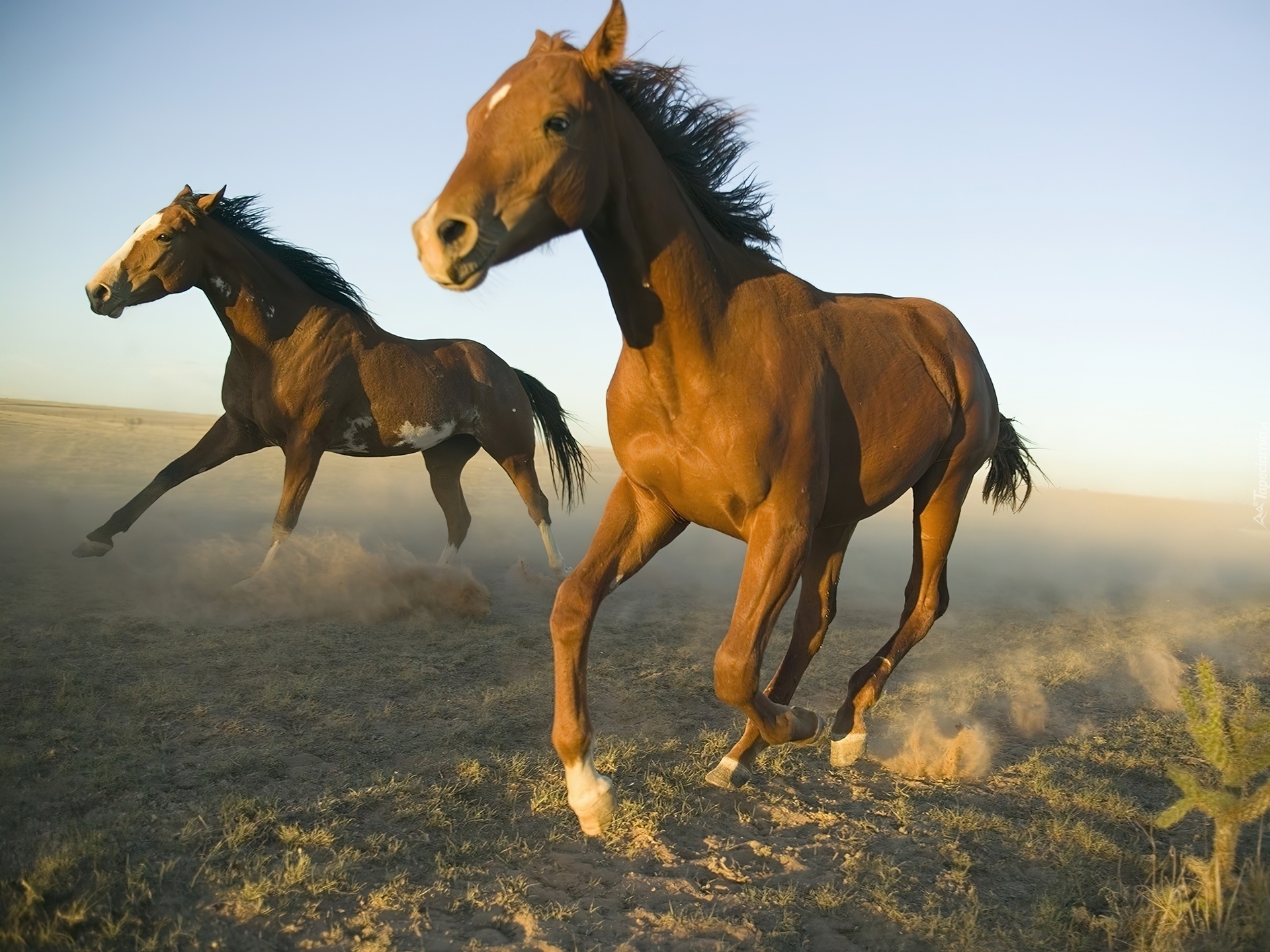 Konie, Galop, Kurz, Meksyk