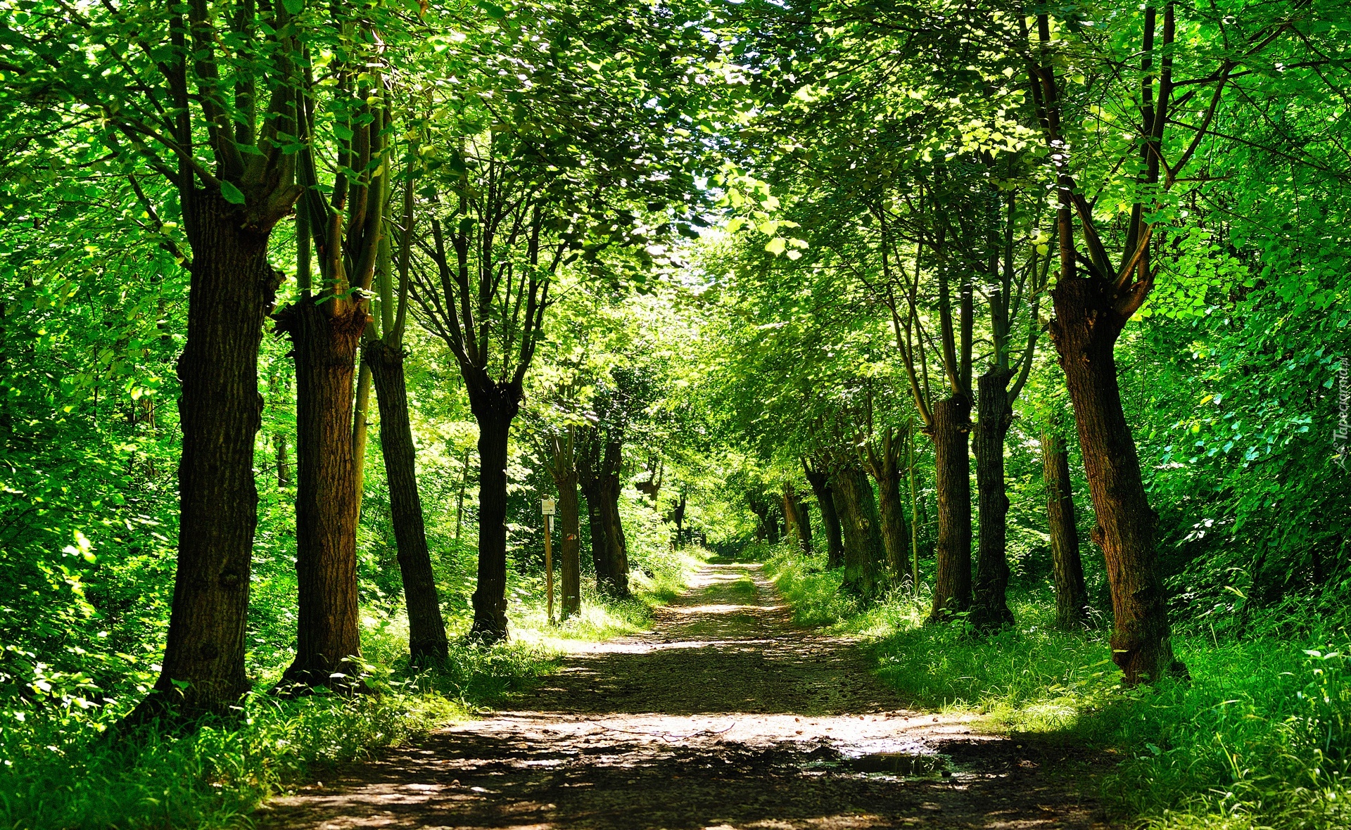 тропа дорога зелень лето лес скачать
