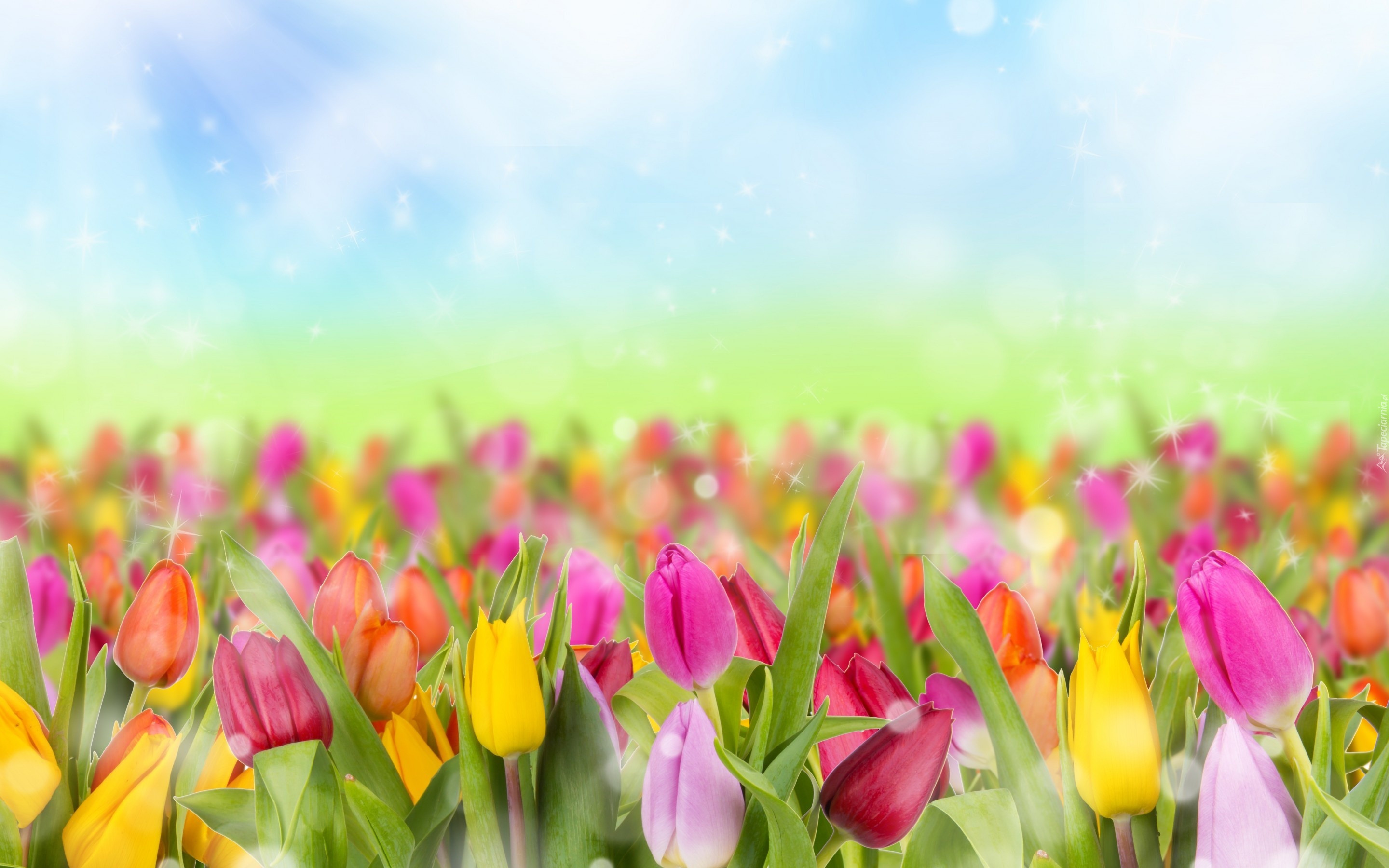 Kolorowe, Tulipany, Bokrh