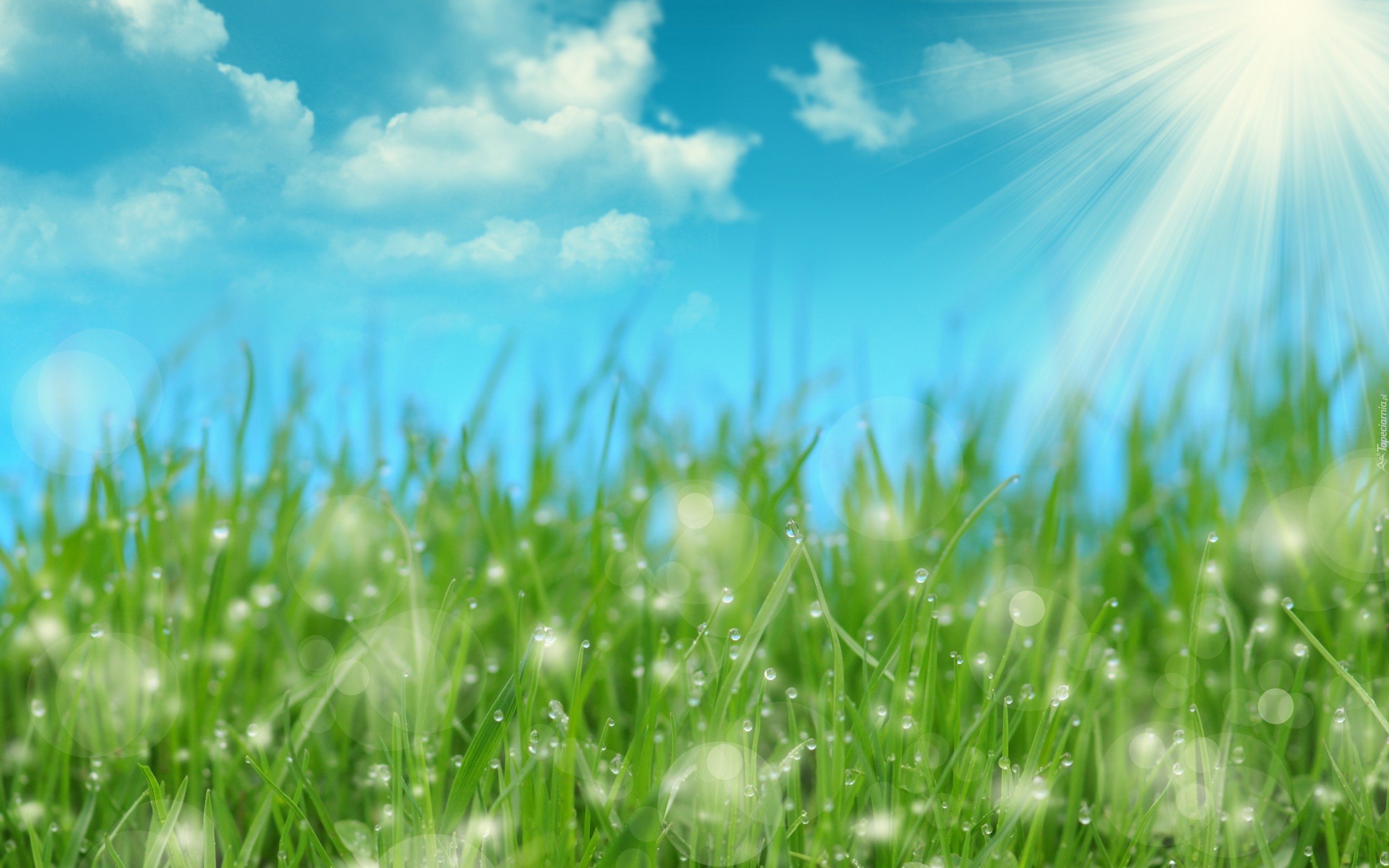 Песня голубое небо зеленая трава. Весенний фон. Фон лето. Трава и небо. Фон природа.