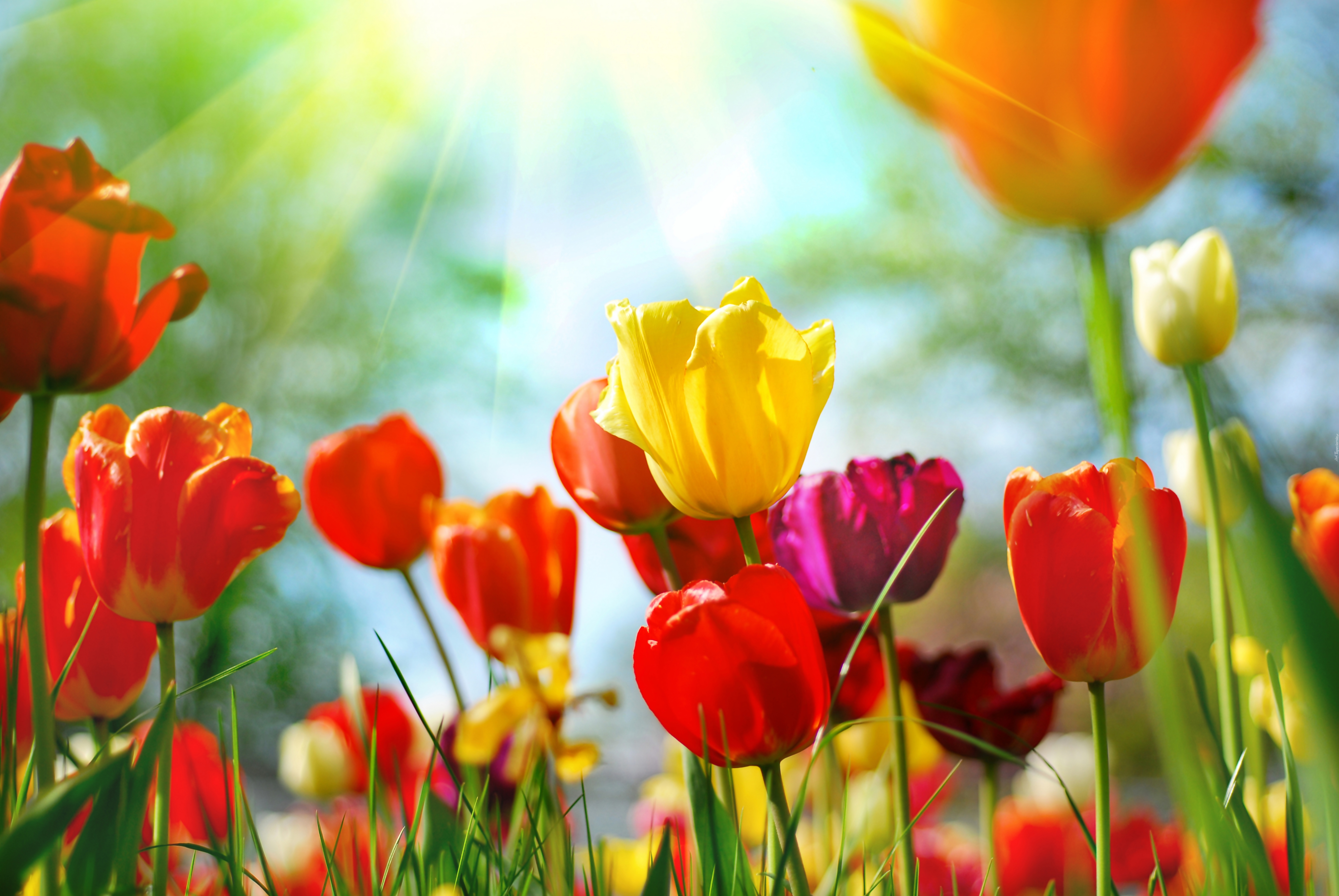 Kolorowe, Tulipany, Promienie, Słońca