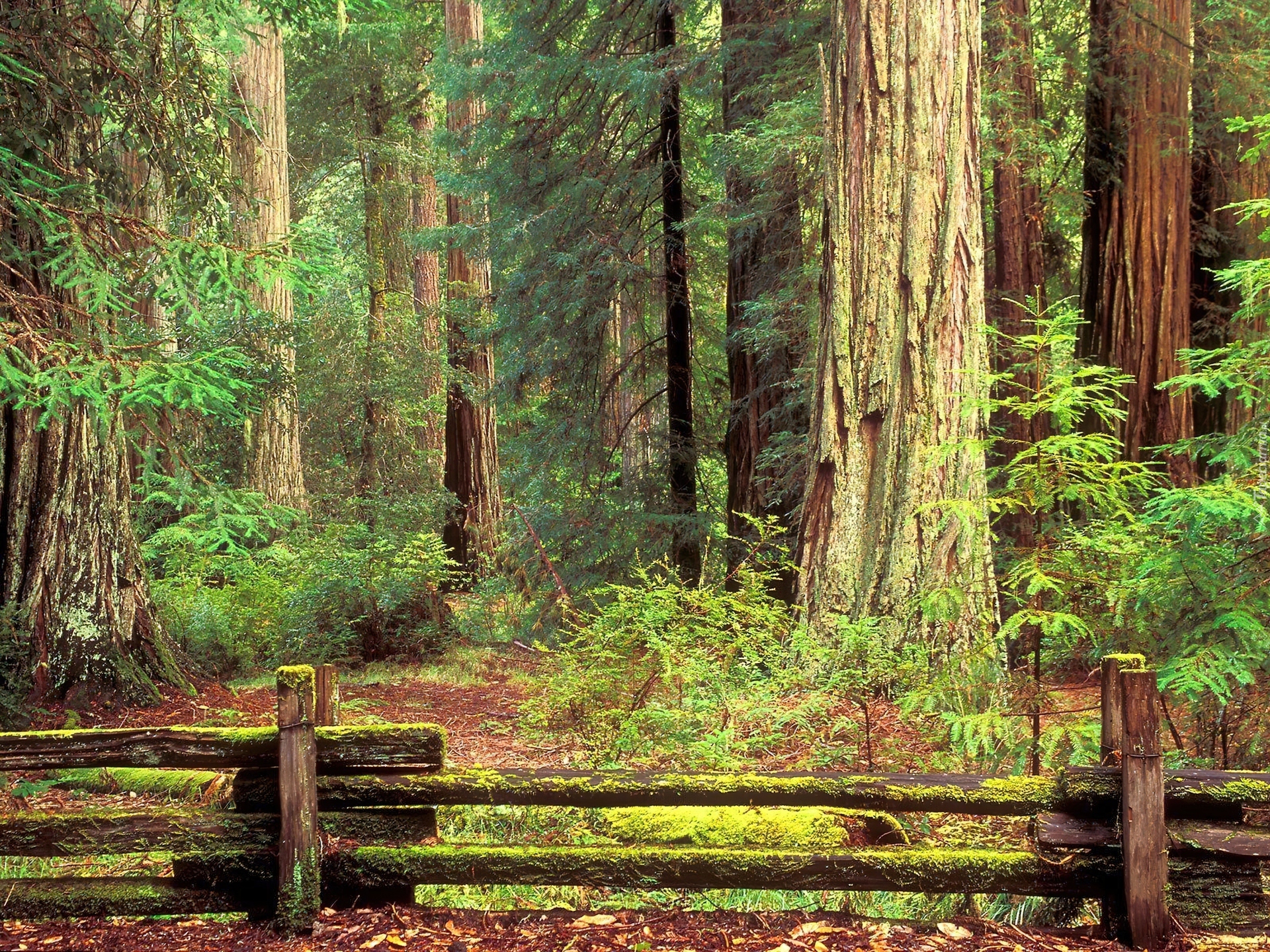 Пребывая в лесу. Редвуд парк древний лес. Хьюго Редвуд. Национальный парк «Редвуд» Калифорния, США. Редвуд Форест Калифорния.