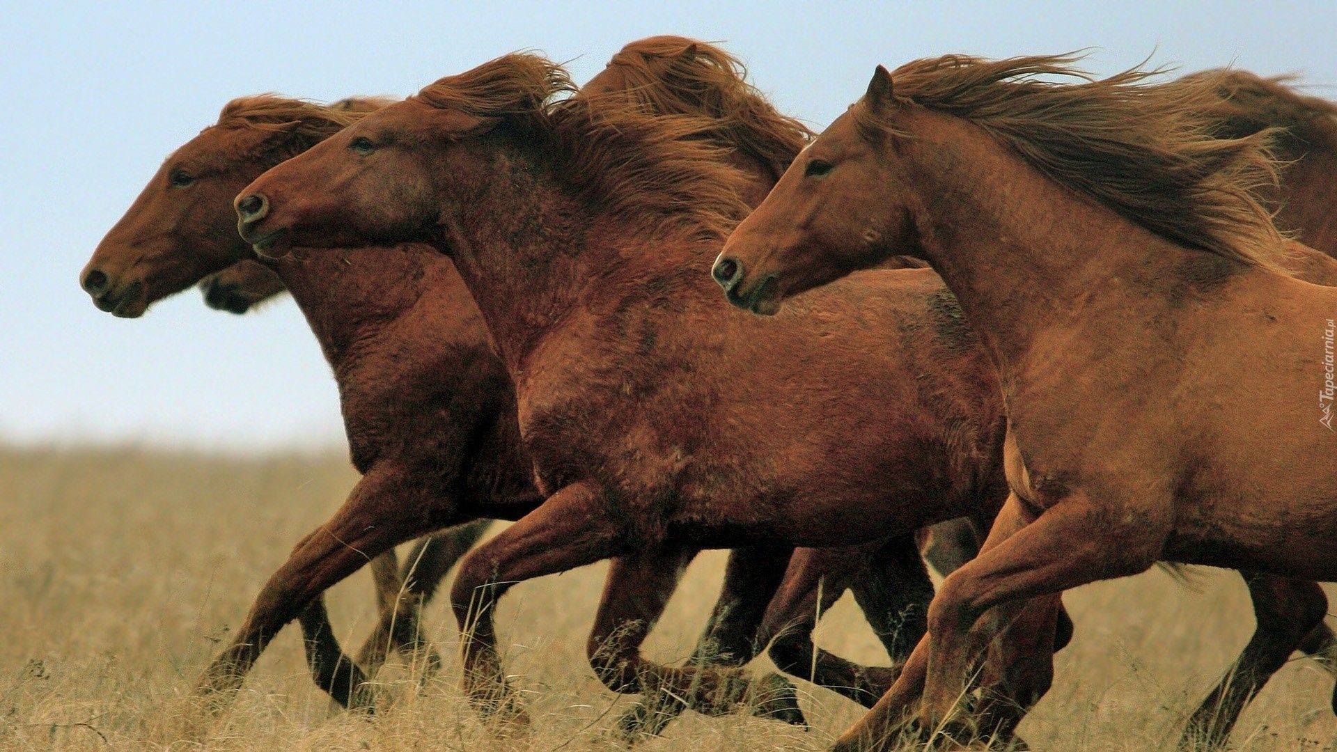 Stado, Brązowych, Koni, Galop