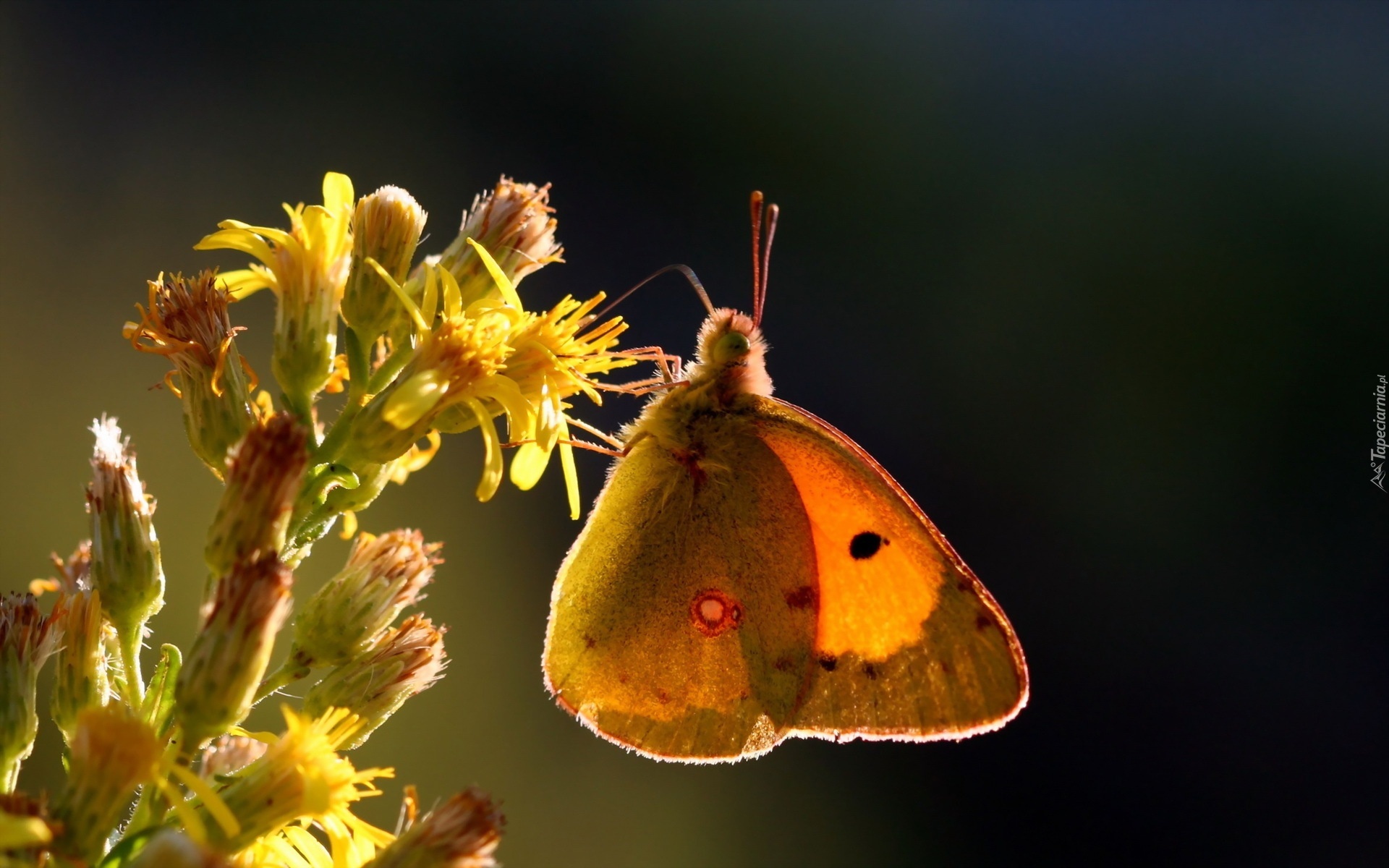 Owad, Motyl, Żółty, Kwiat