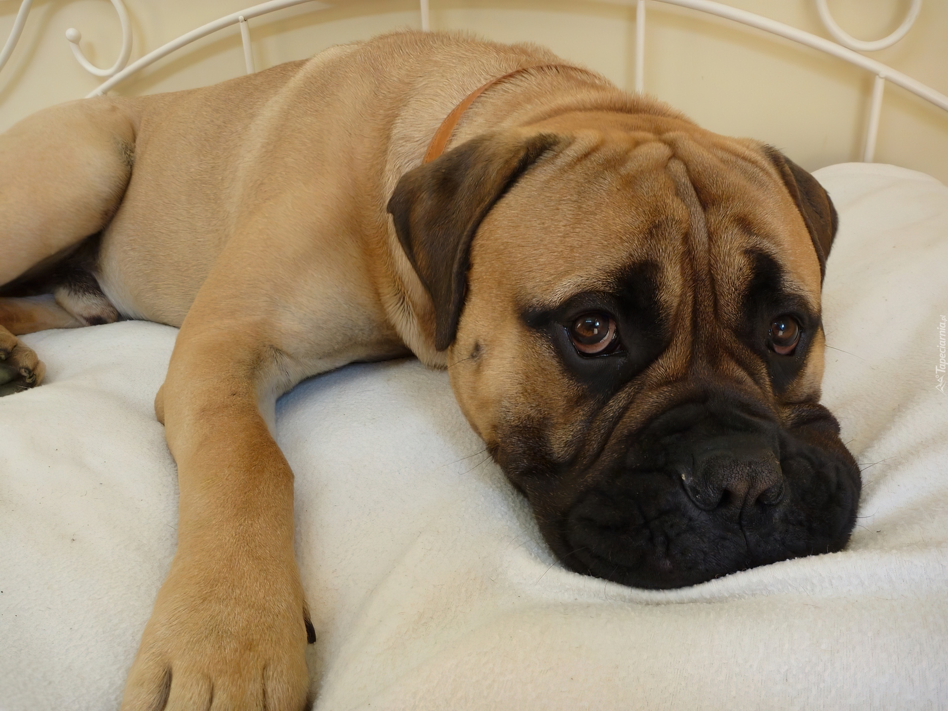 Bullmastiff, Łóżko