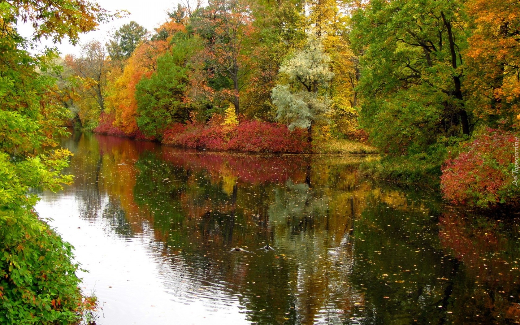 Kolorowe, Drzewa, Jesieni, Rzeka