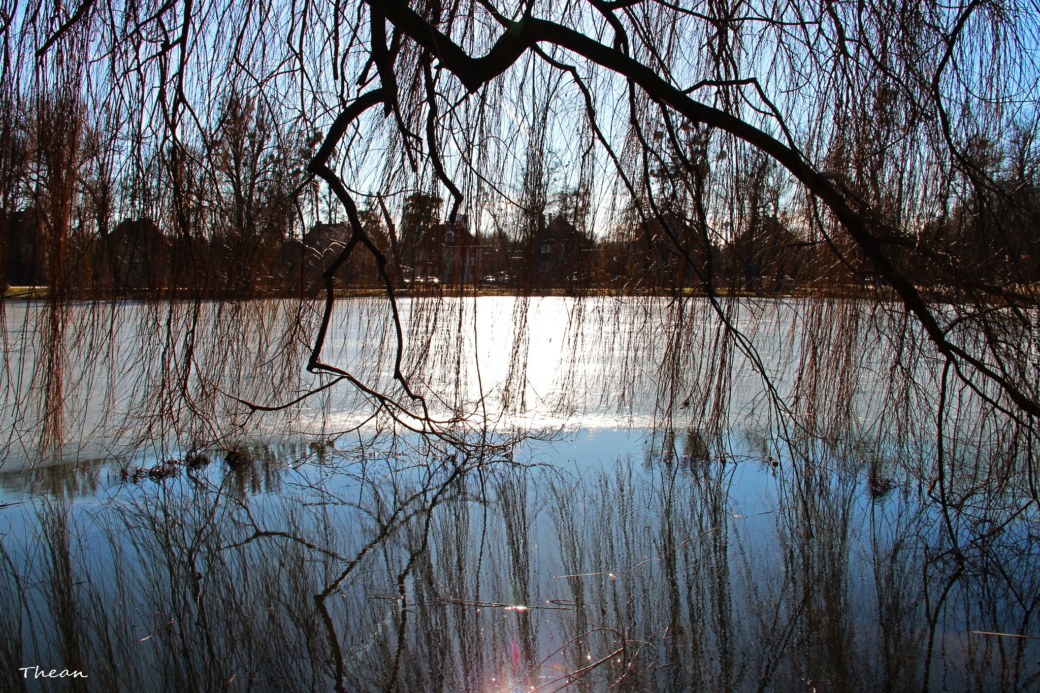 Zamarznięte, Jezioro, Wierzba